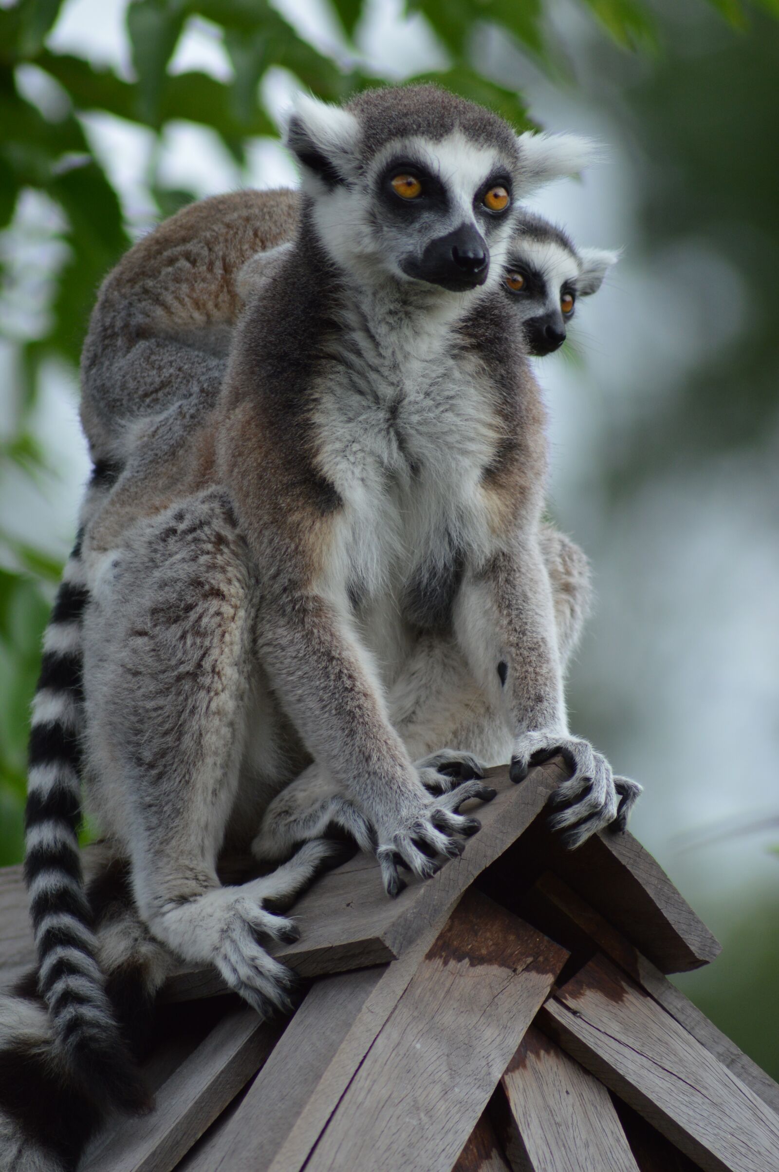 Nikon D3200 sample photo. Lemur, mom, baby photography