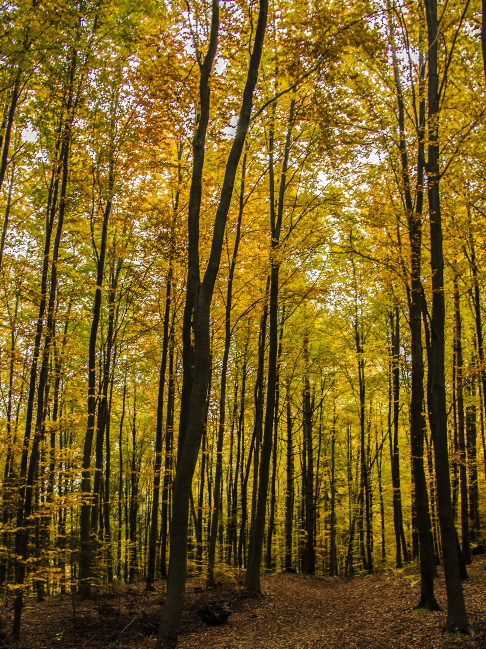 Canon EOS 7D sample photo. Trees, fall, autumn photography
