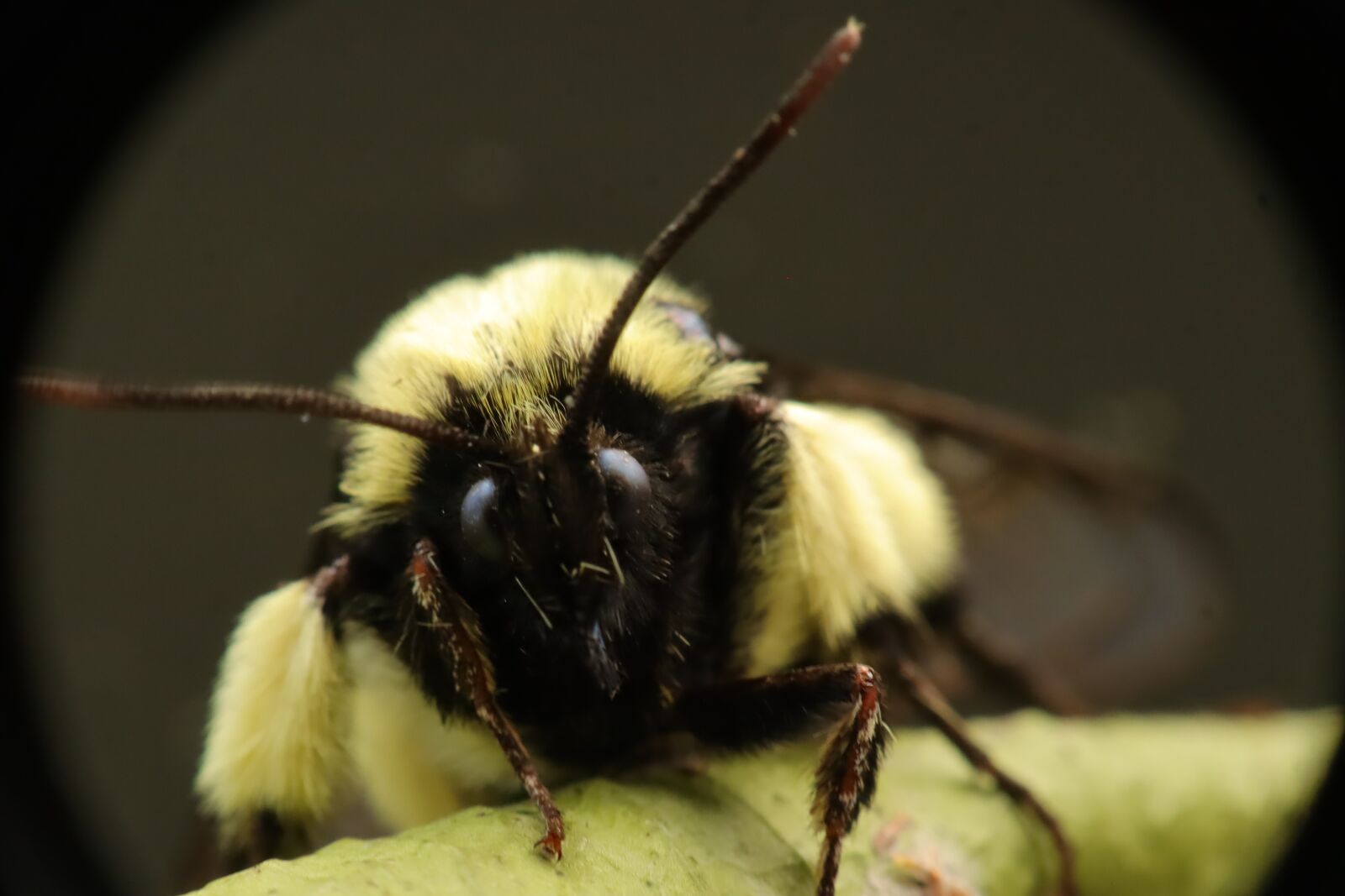 Canon EF-M 15-45mm F3.5-6.3 IS STM sample photo. Insects, nature, bumblebees photography