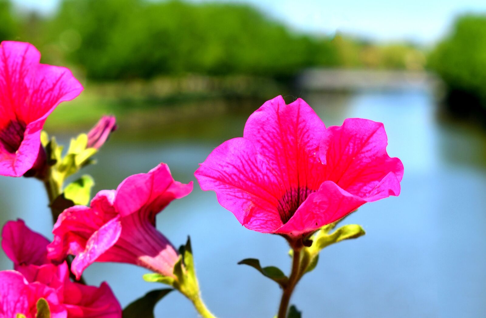 Nikon D3500 sample photo. Spring, butter, blooming photography