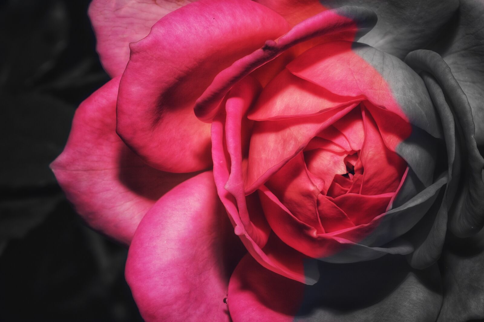 Canon EF 100mm F2.8L Macro IS USM sample photo. Rose, macro, flower photography