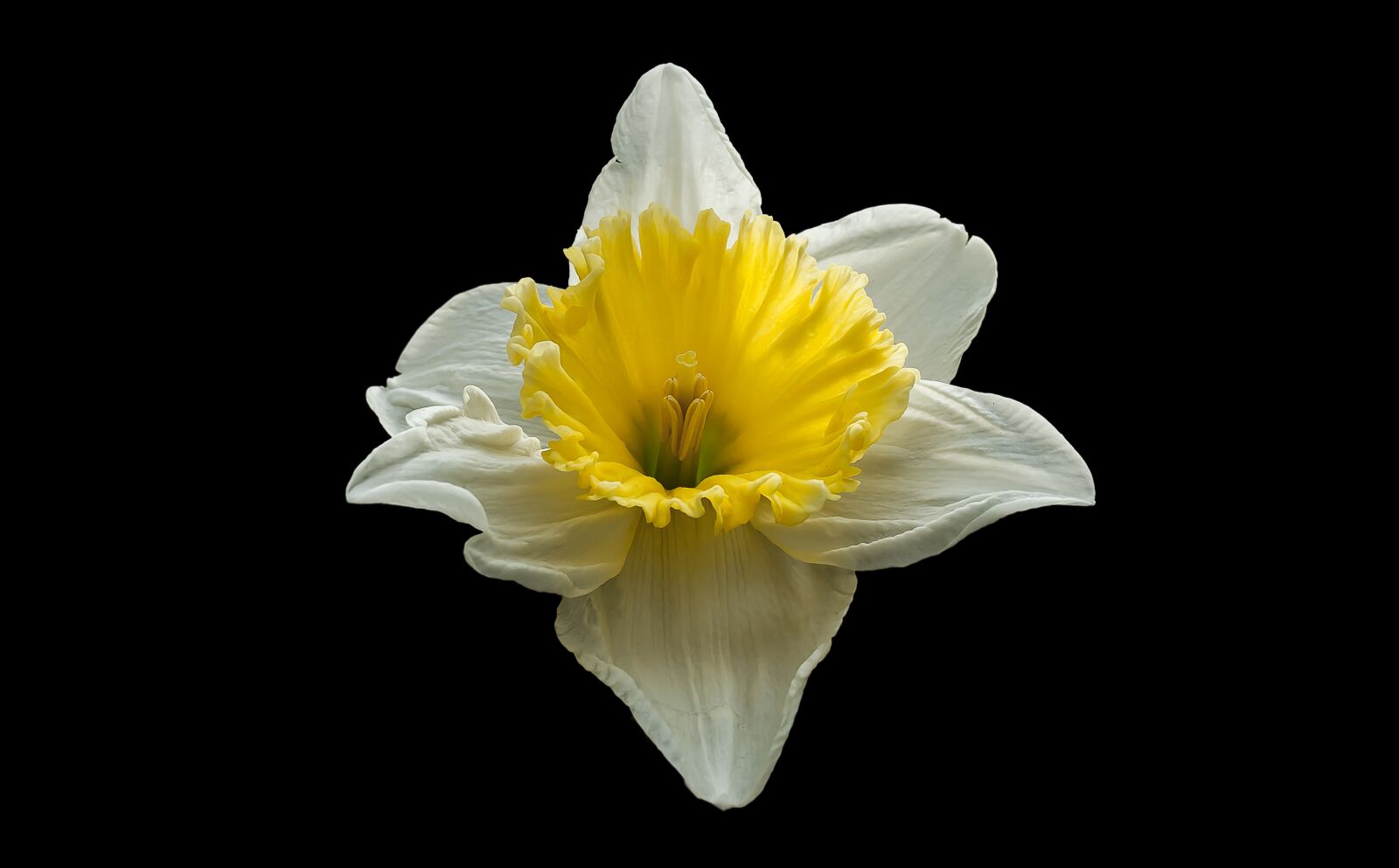 Canon EOS 550D (EOS Rebel T2i / EOS Kiss X4) sample photo. Narcis, spring, nature photography