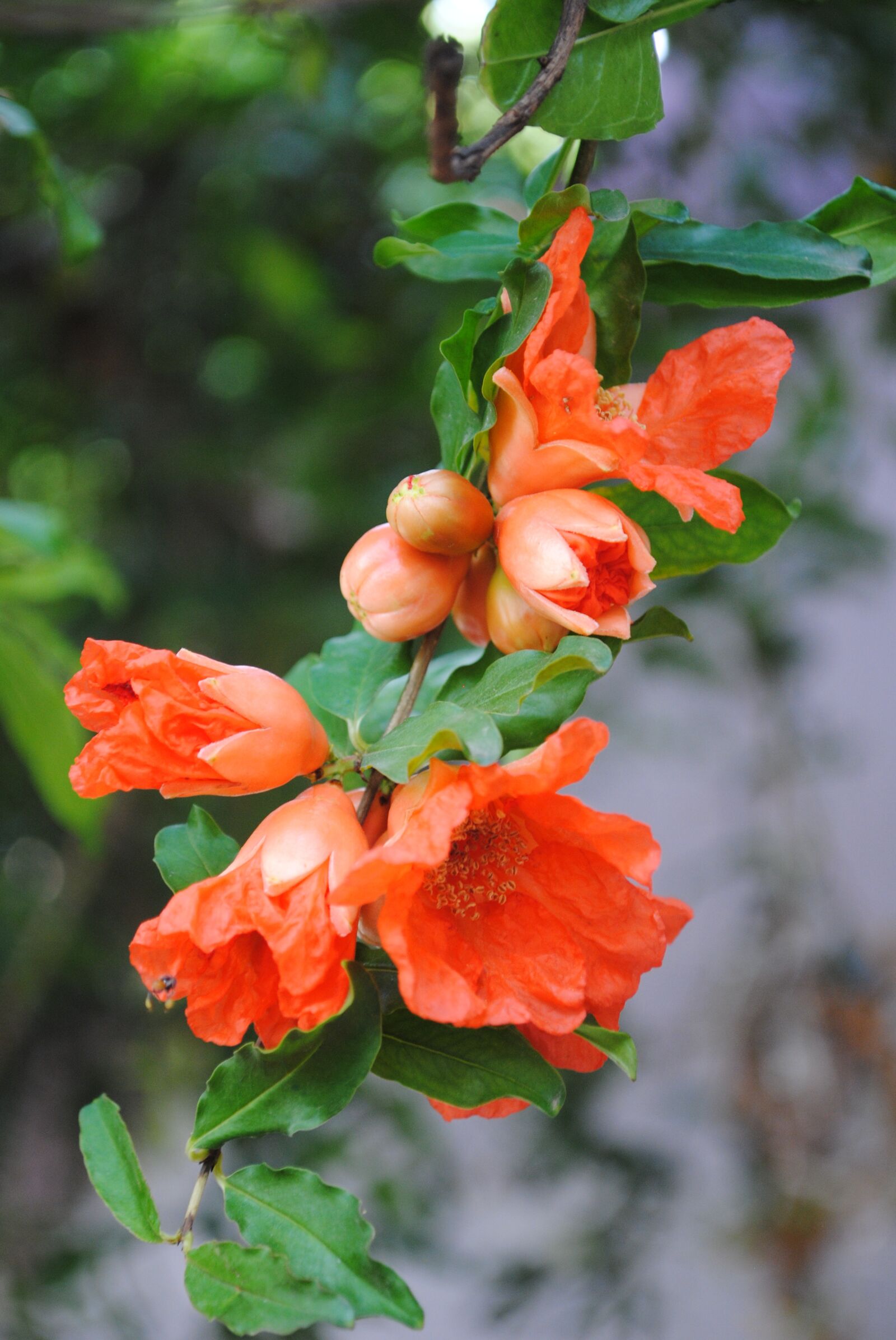 Nikon D3000 sample photo. Pomegranate flower, pomegranate buds photography