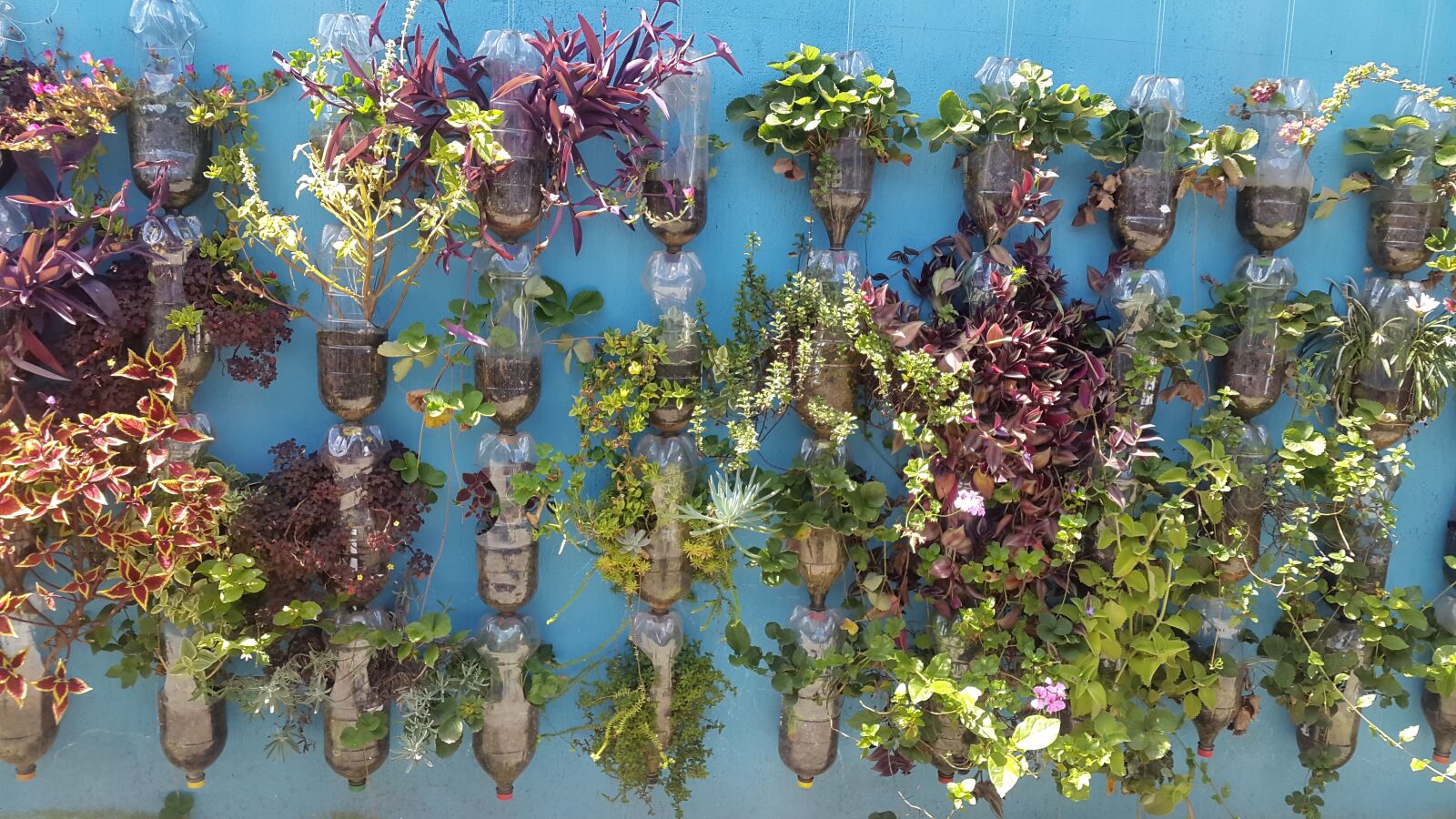 Samsung Galaxy S5 sample photo. Flower, plant, vertical garden photography