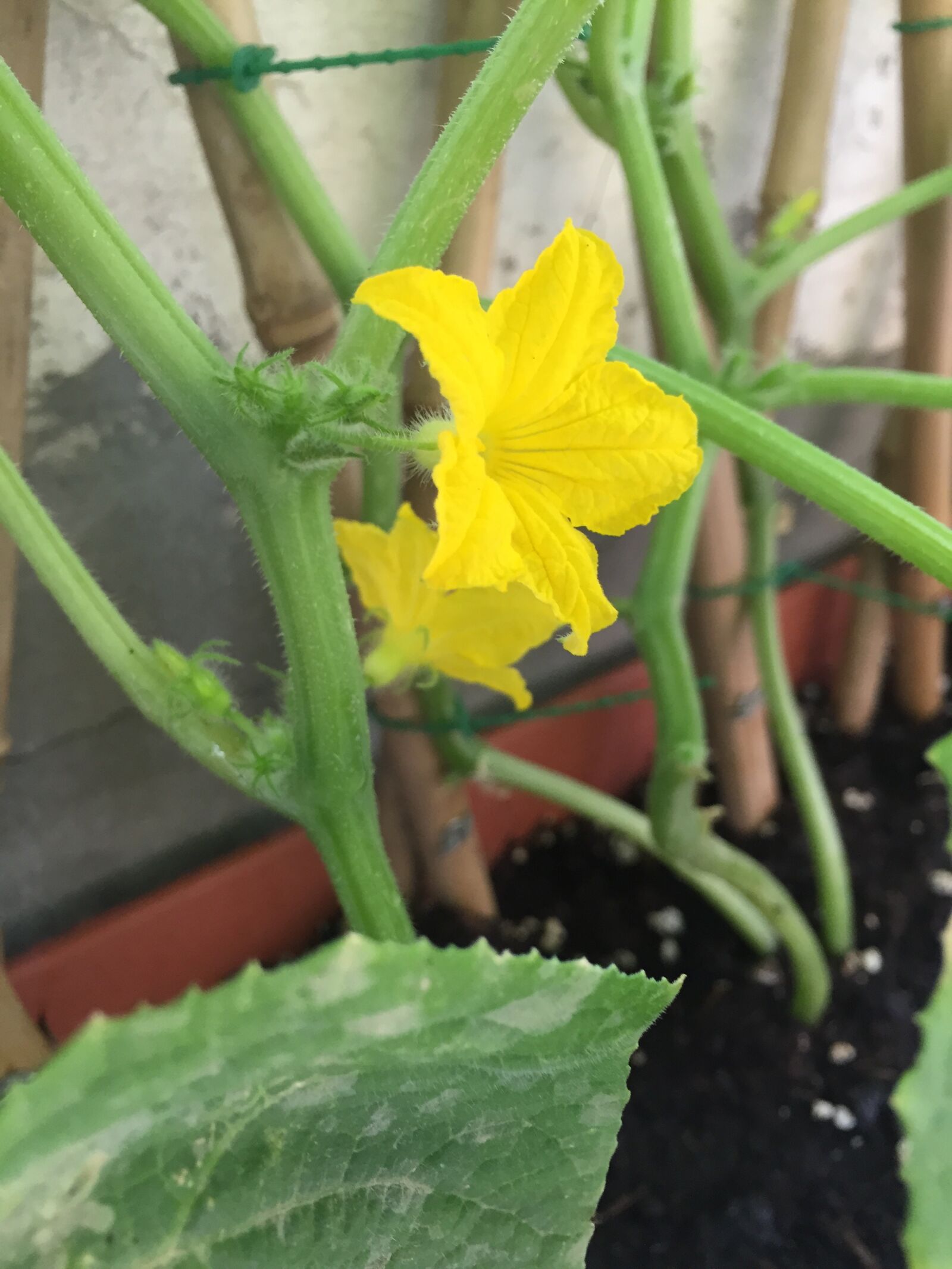 Apple iPhone 6 sample photo. Gardening, plants, garden photography