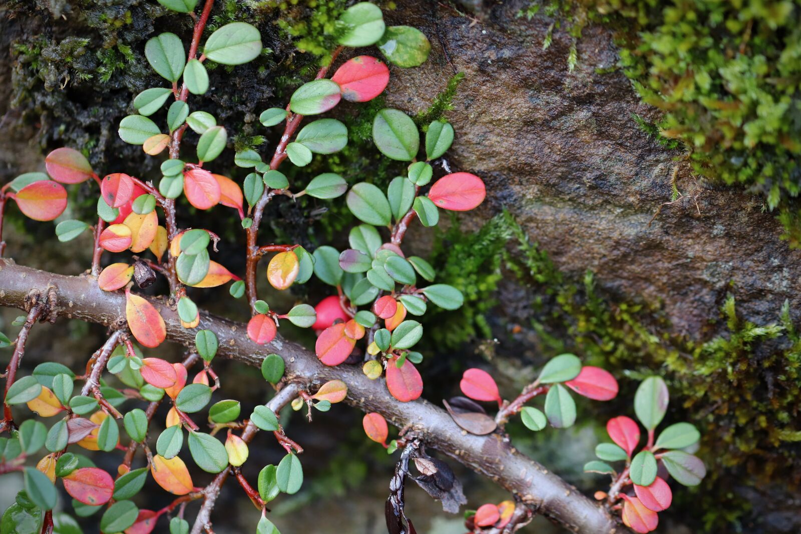 Canon EOS 800D (EOS Rebel T7i / EOS Kiss X9i) sample photo. Cotoneaster, ground cover, subjects photography