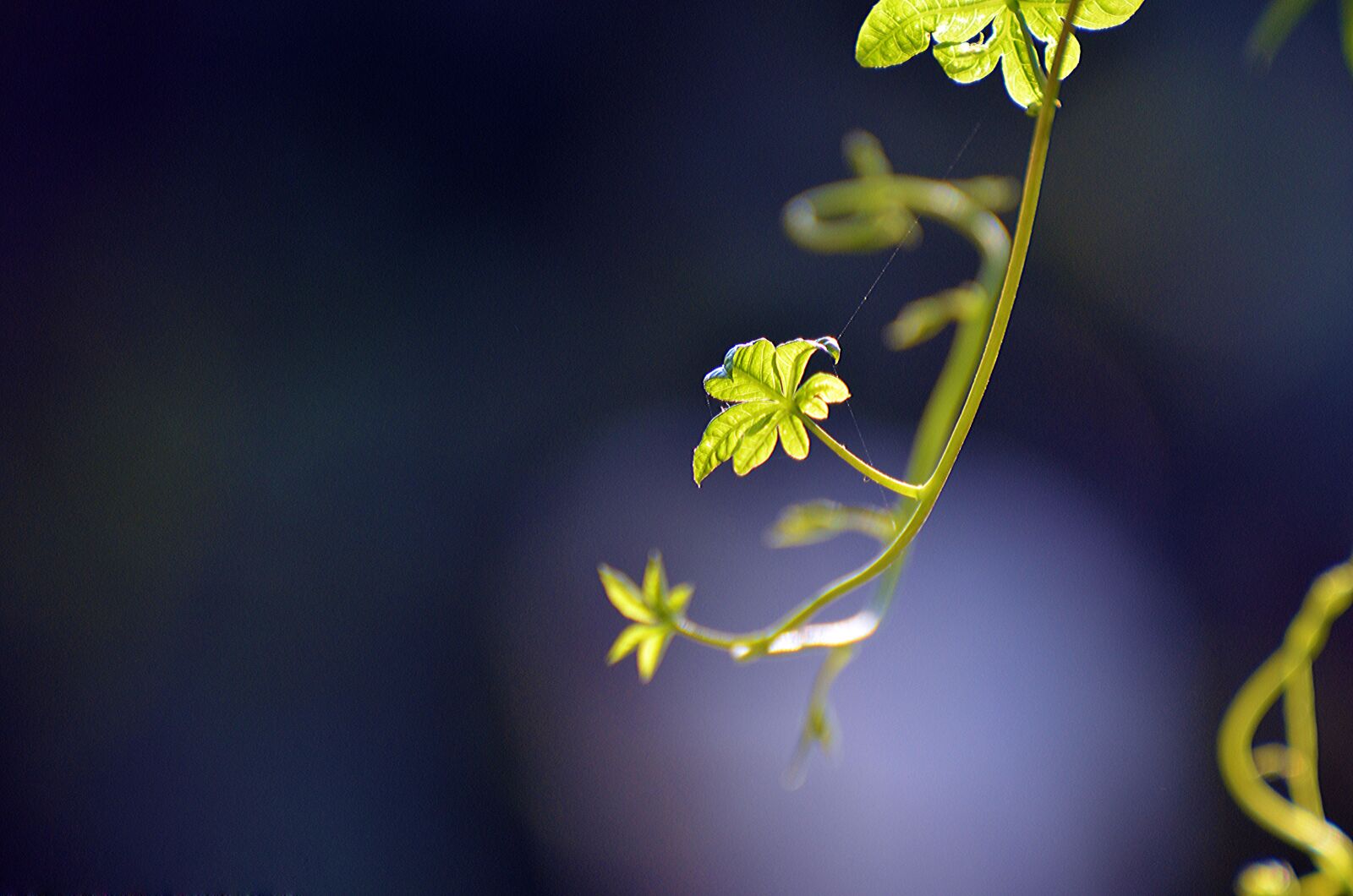Nikon D7000 sample photo. Nature, flower, flora photography