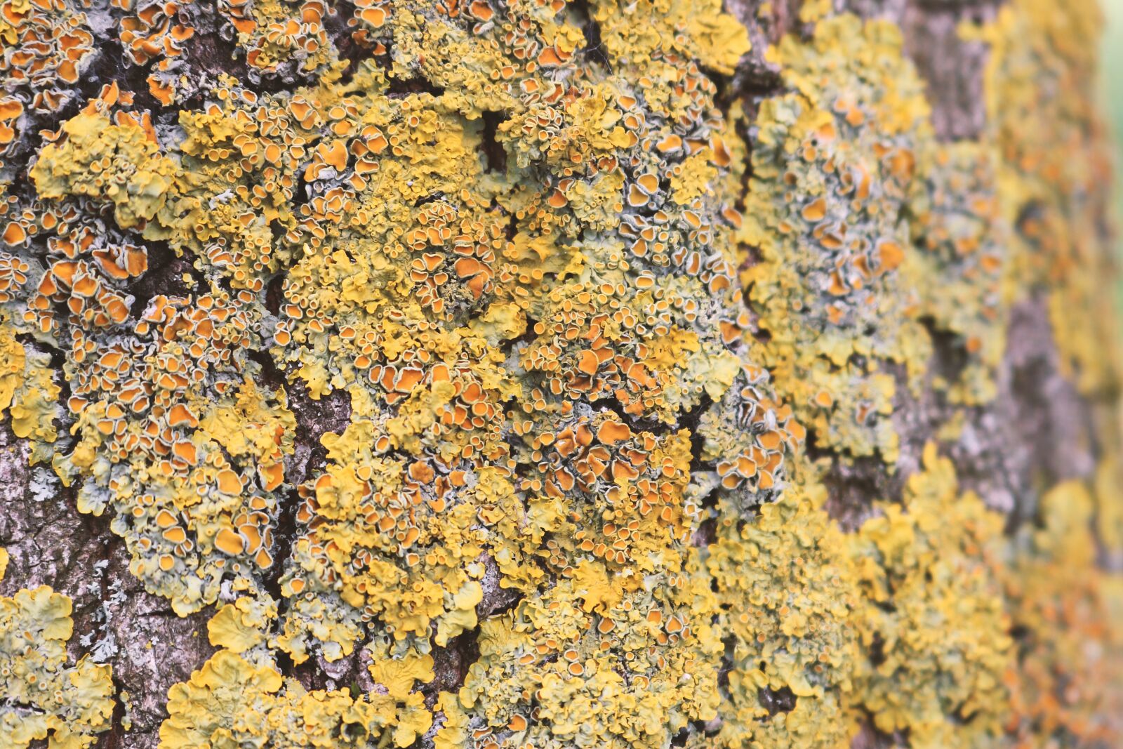 Canon EOS 750D (EOS Rebel T6i / EOS Kiss X8i) sample photo. Tree, bark, fungus photography