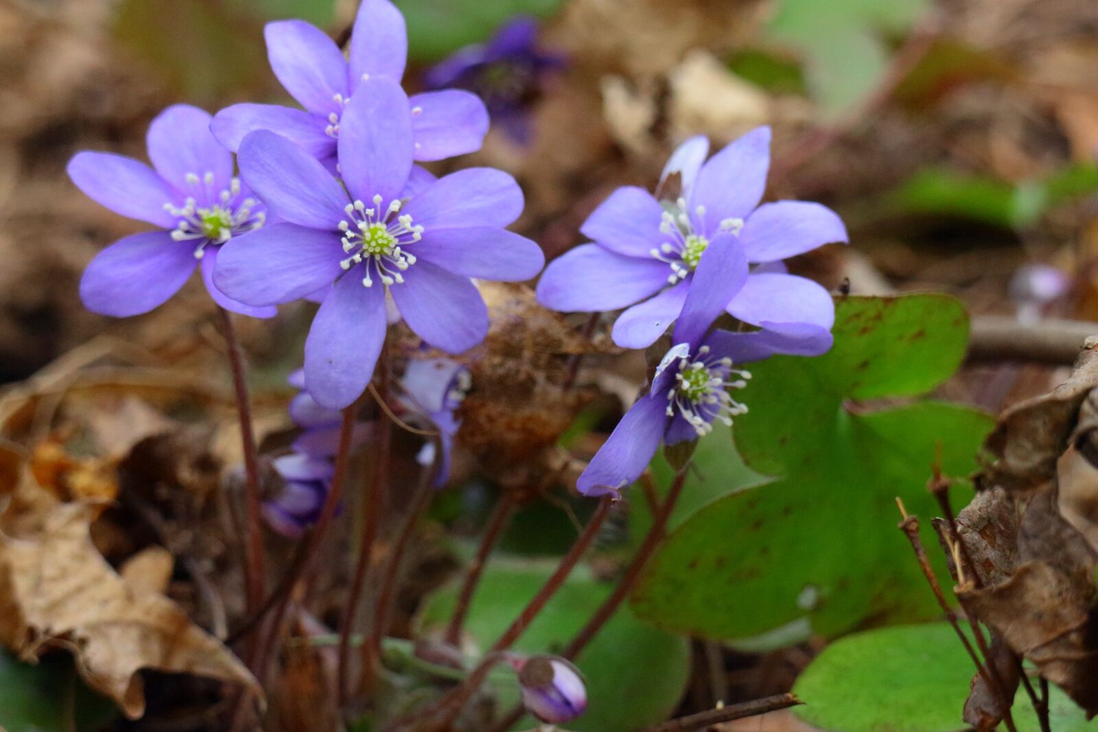 Canon EOS M sample photo. Hepatica, spring, spring plant photography