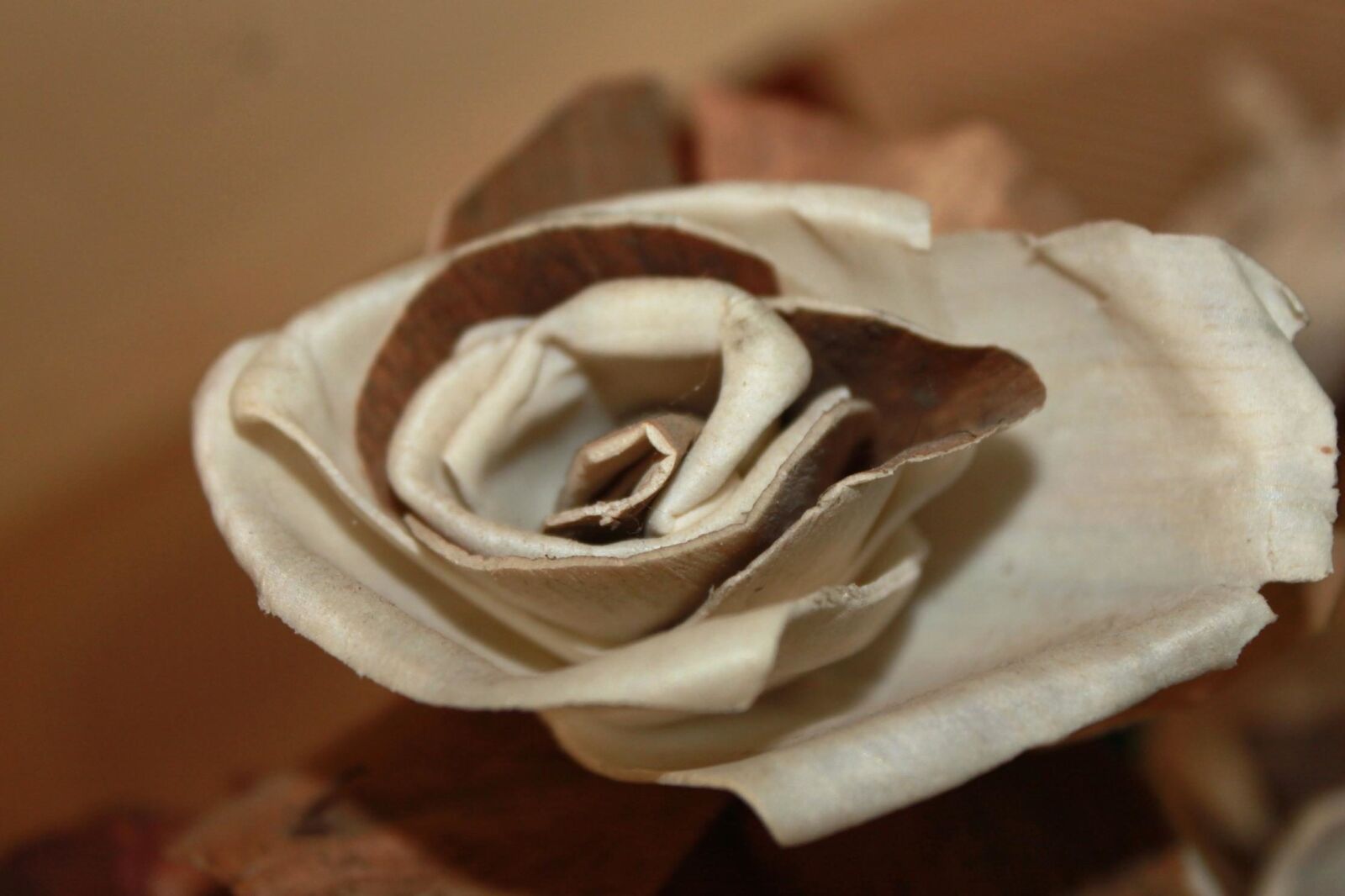 Canon EOS 500D (EOS Rebel T1i / EOS Kiss X3) sample photo. Flower, artificial flower, rose photography