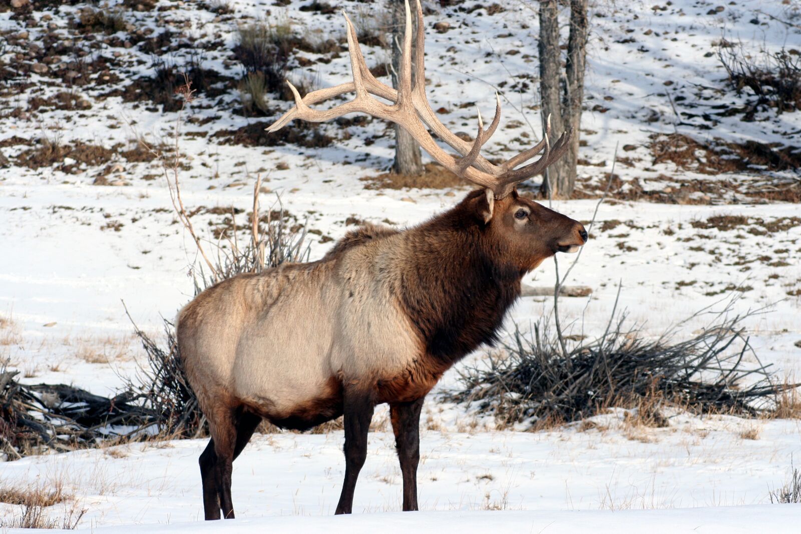 Canon EOS 350D (EOS Digital Rebel XT / EOS Kiss Digital N) sample photo. Elk, wyoming, bull photography