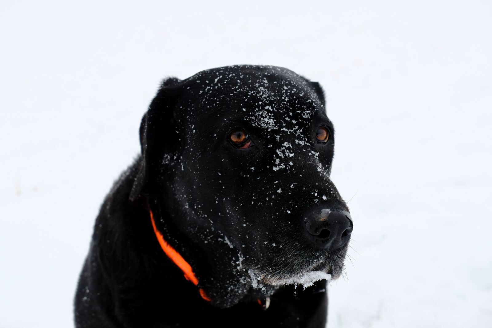 Fujifilm X-T2 + Fujifilm XF 35mm F2 R WR sample photo. Dog, pet, snow photography
