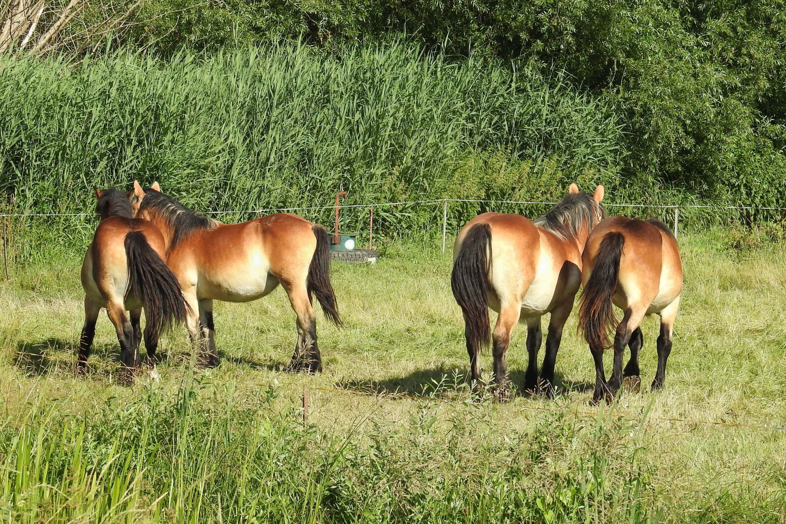 Nikon Coolpix P900 sample photo. Horses, pasture, paddock photography