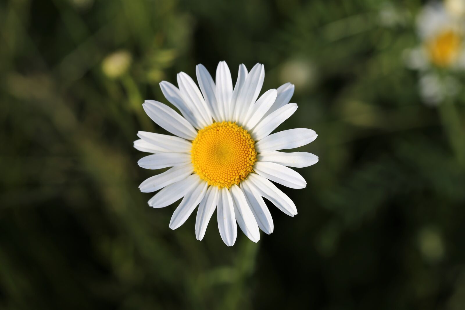 Canon EOS 6D + Canon EF 100mm F2.8 Macro USM sample photo. Daisy, leucanthemum vulgare, nature photography