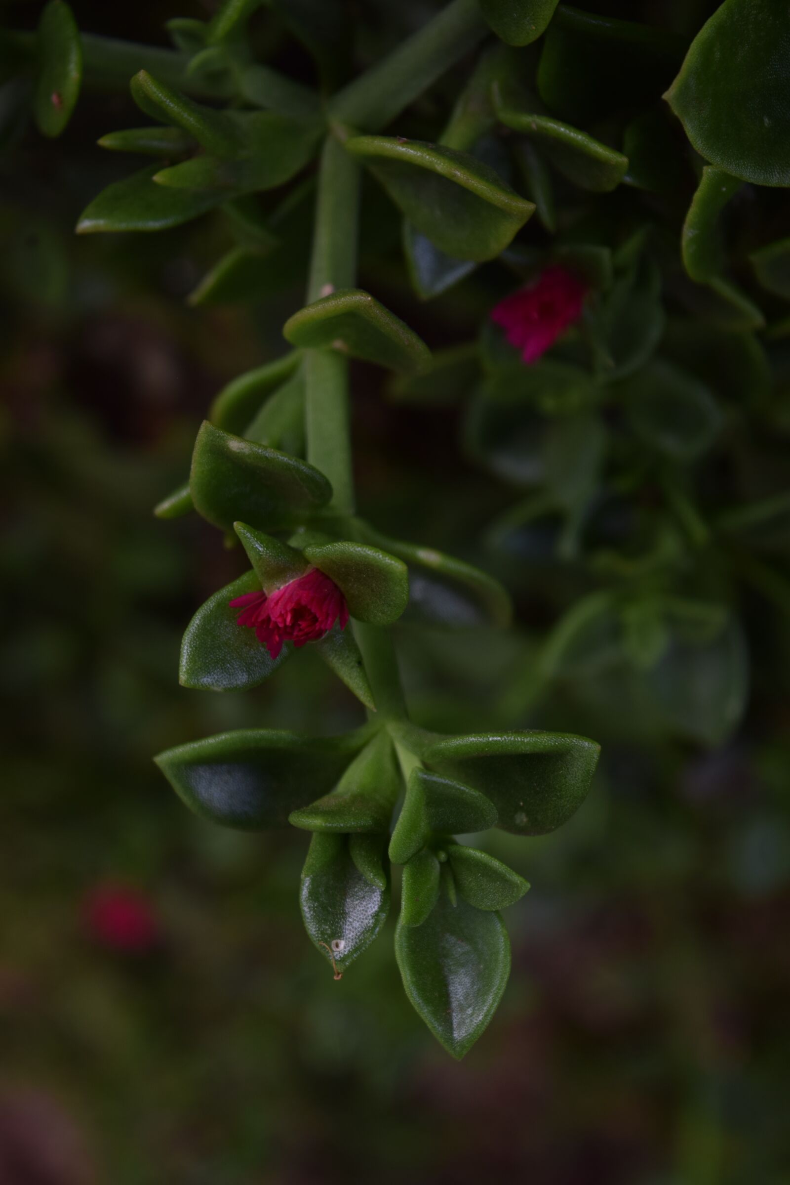 Nikon D3300 sample photo. Flor, flower, spring photography