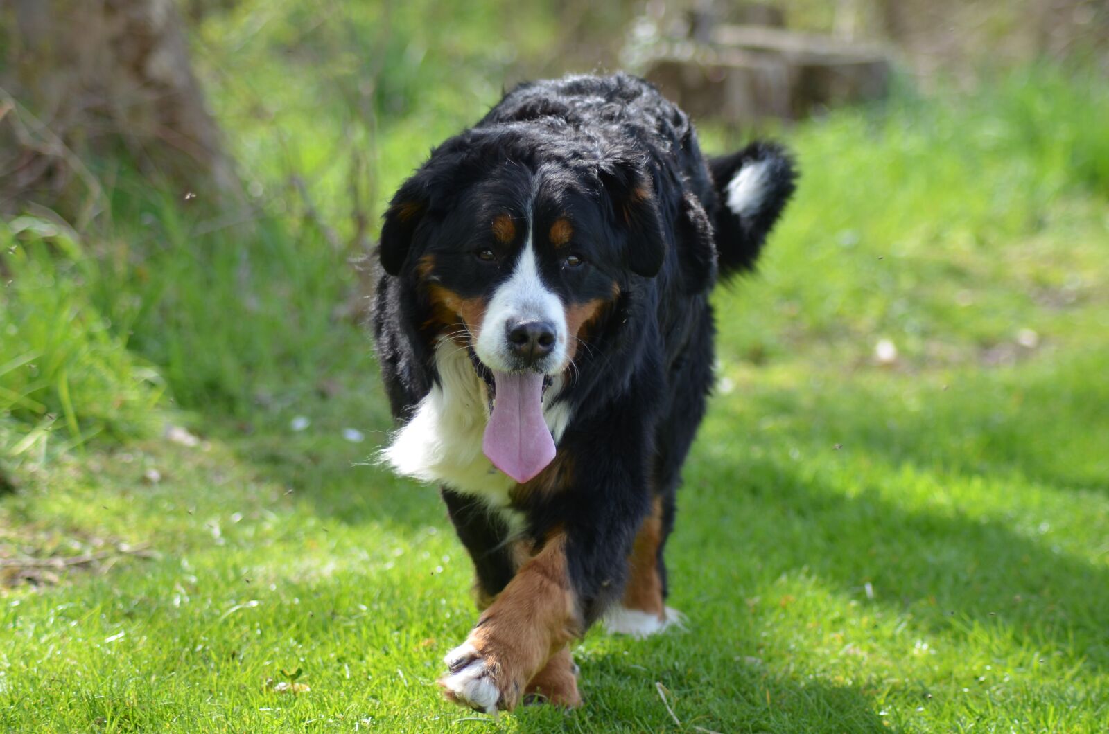 Nikon D5100 sample photo. Bernese mountain dog, dog photography