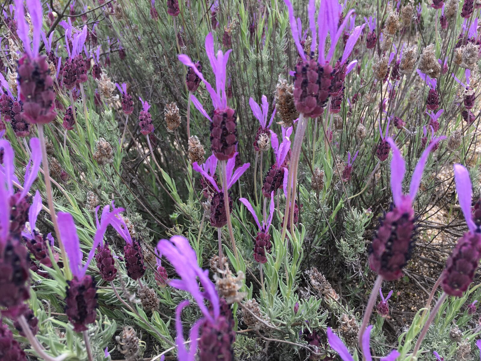 iPhone SE back camera 4.15mm f/2.2 sample photo. Flowers, spring, landscape photography