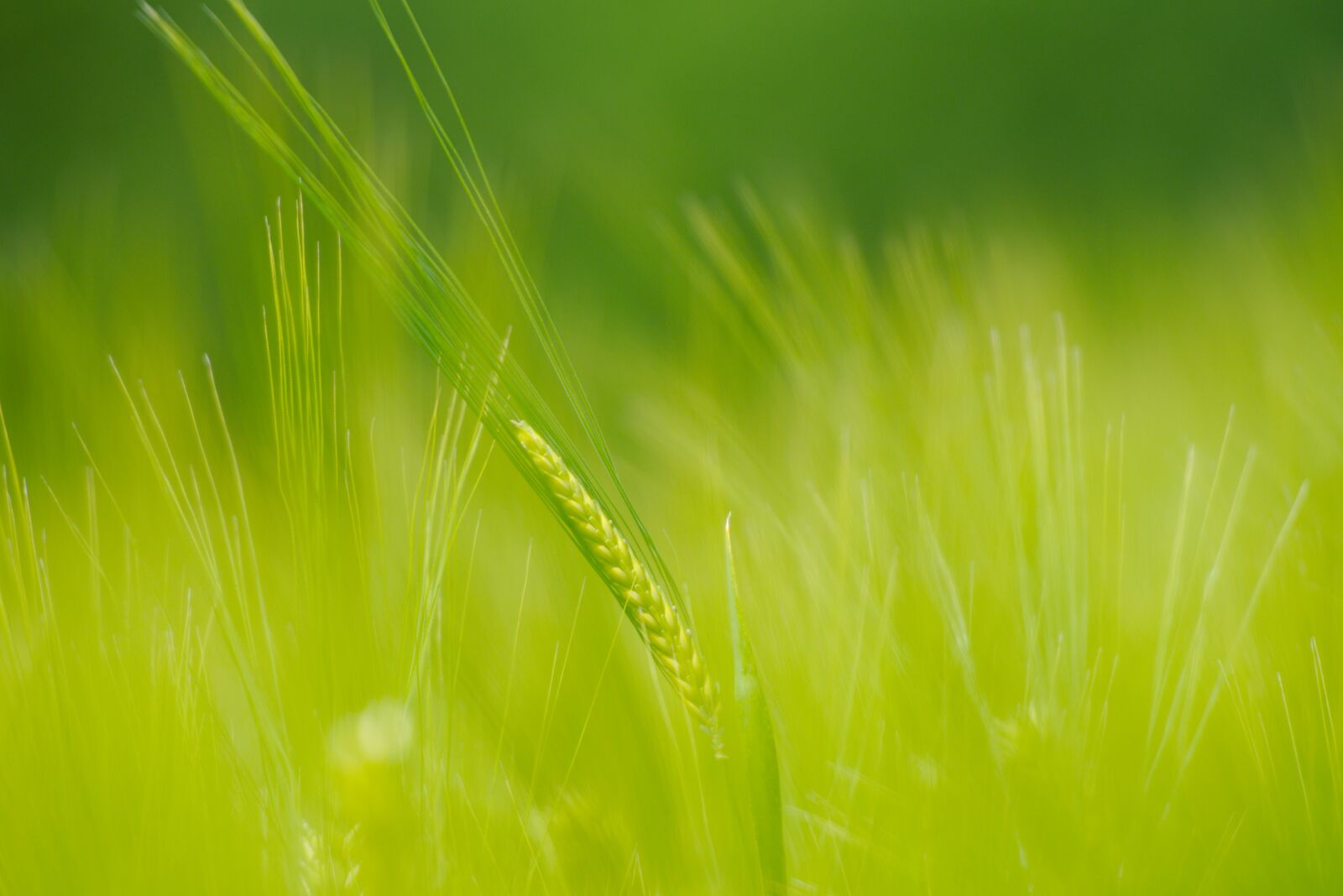 Nikon D750 sample photo. Spike, spring, tholey photography