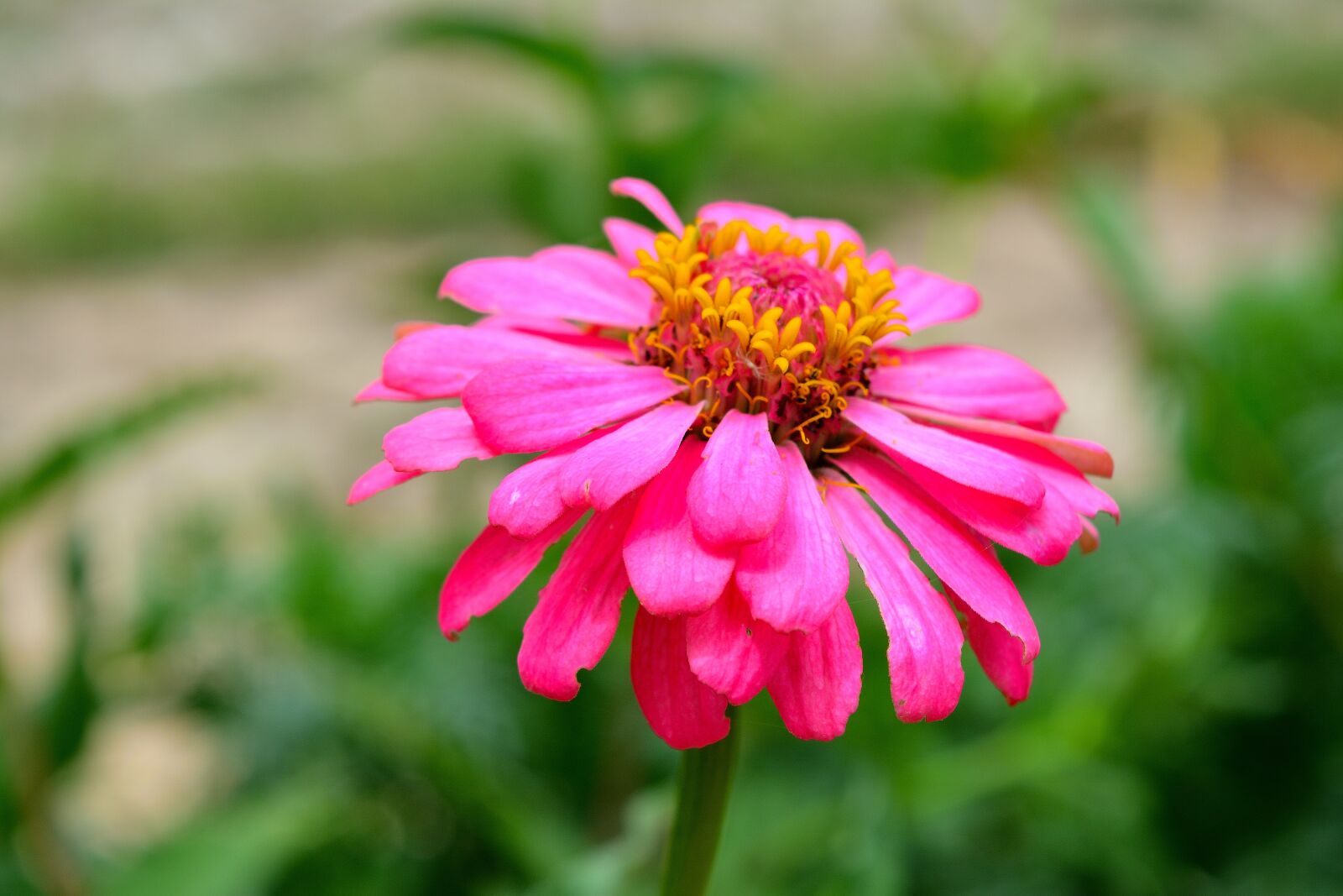 Nikon D5200 sample photo. Zinnia, the pink flowers photography