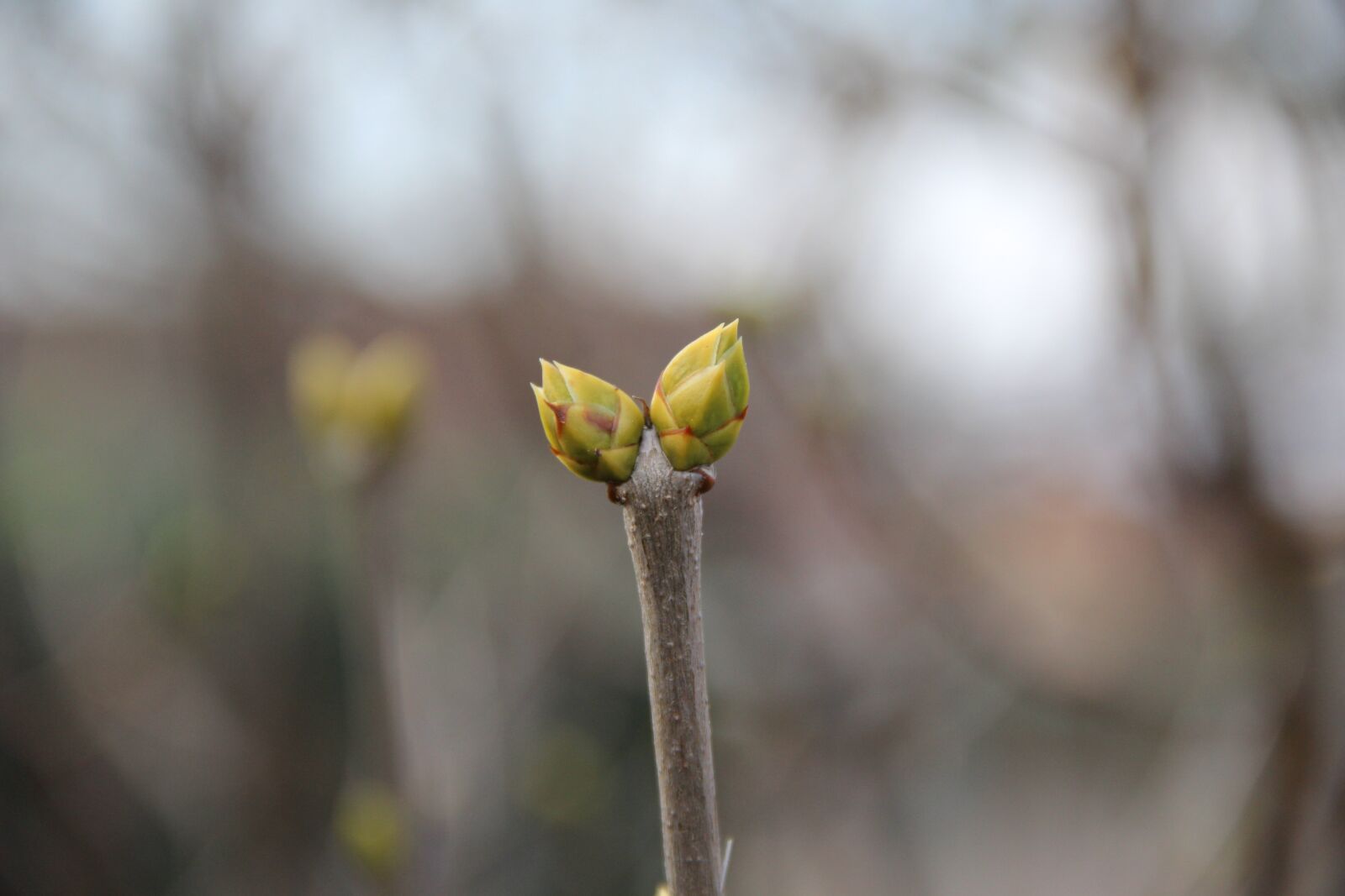 Canon EOS 600D (Rebel EOS T3i / EOS Kiss X5) sample photo. Spring, bud, shoots photography