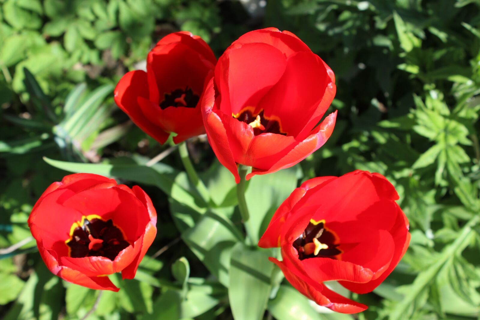 Canon EOS 600D (Rebel EOS T3i / EOS Kiss X5) sample photo. Tulips, flowers, spring photography