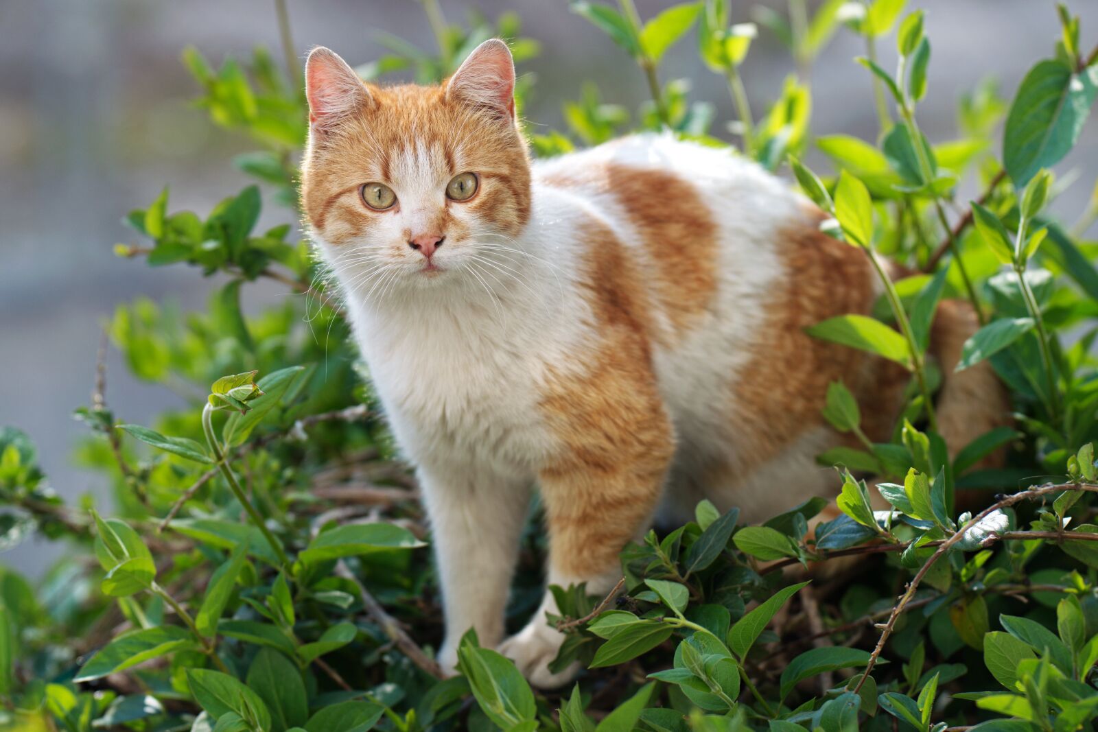 Nikon D5300 sample photo. Cat, pet, domestic photography