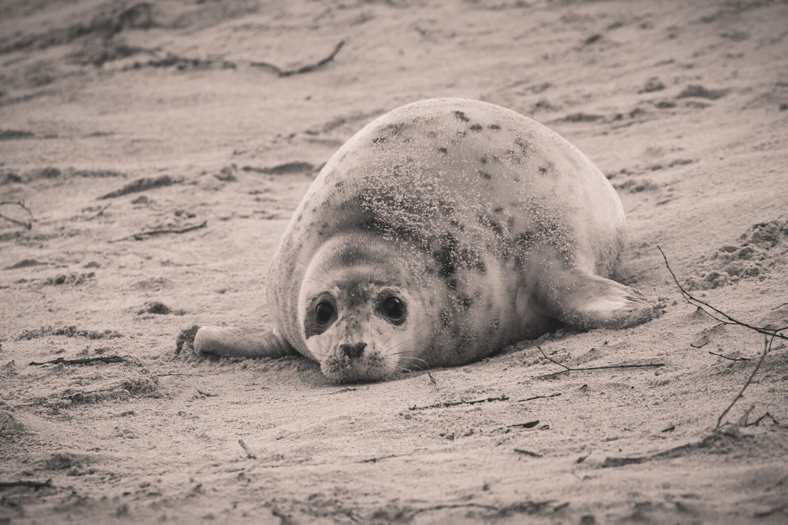 Canon EOS 70D + 150-600mm F5-6.3 DG OS HSM | Contemporary 015 sample photo. Robbe, grey seal, helgoland photography