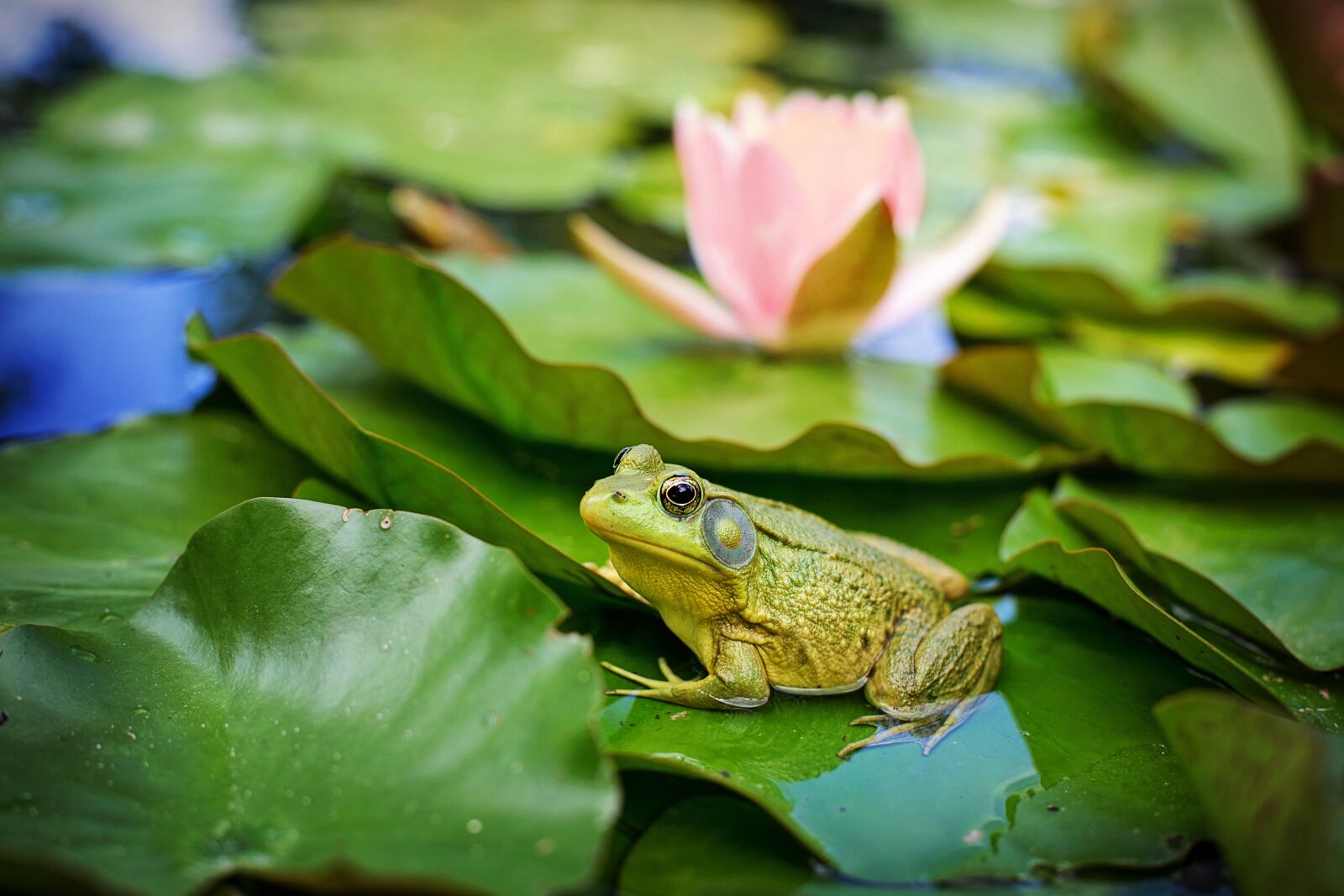 Canon EF 50mm F1.4 USM sample photo. Bull frog, green, pond photography