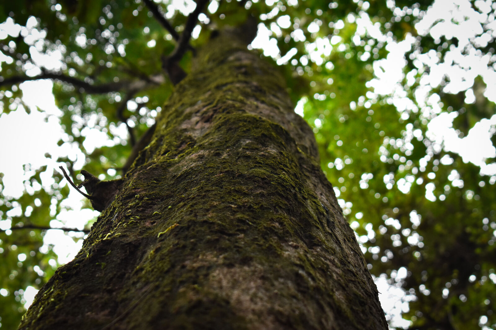 Nikon D3400 sample photo. Forest, tree, bark photography