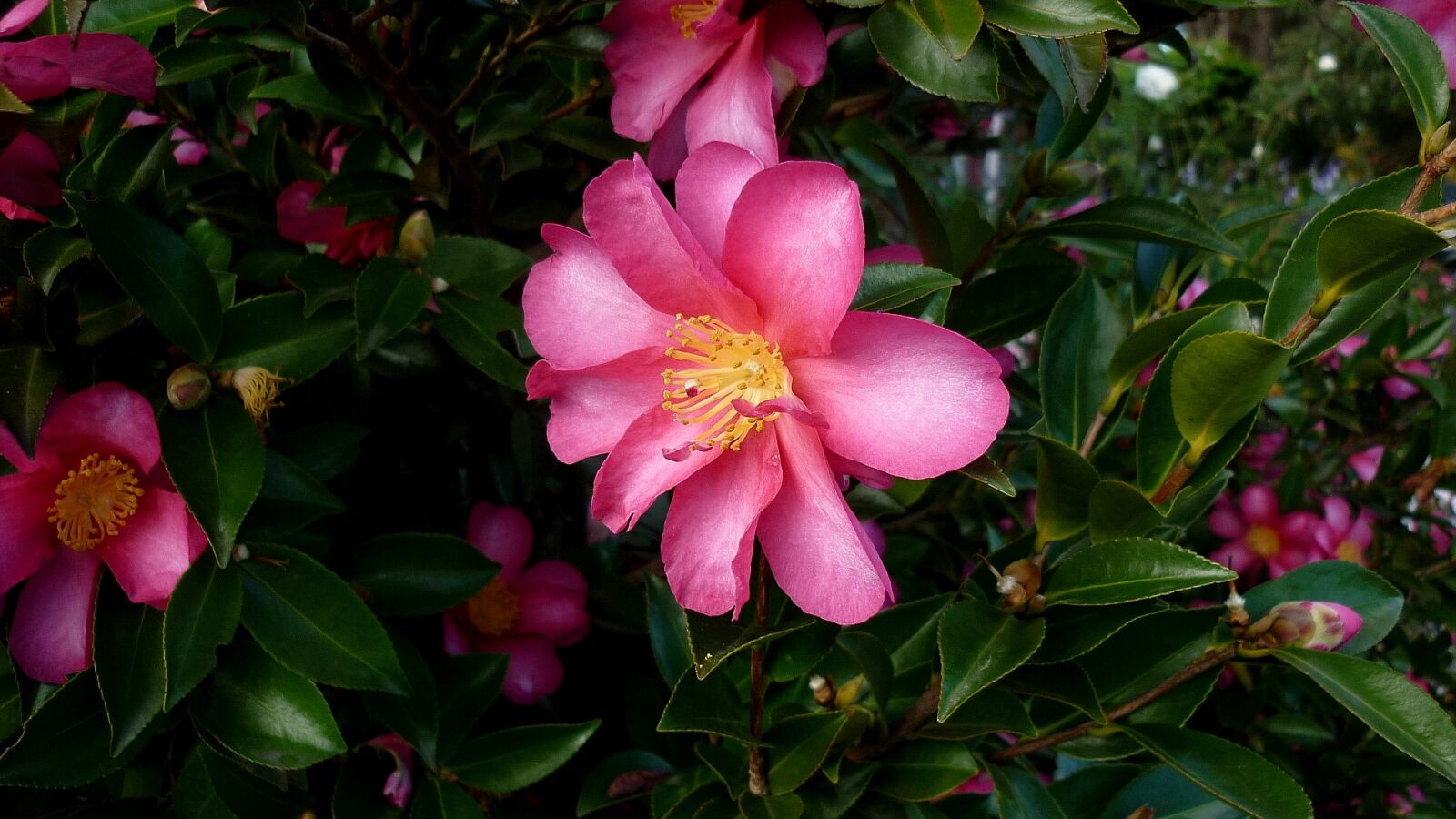 Panasonic DMC-FS7 sample photo. Pink flower, foliage, garden photography