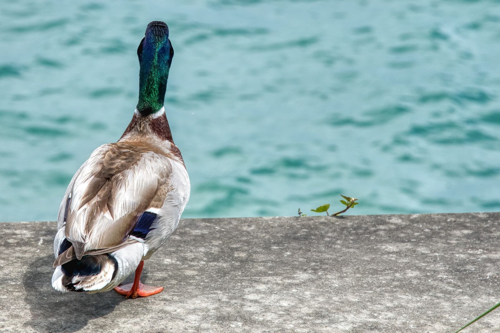 Nikon D750 sample photo. Mallard, anas platyrhynchos, anatidae photography