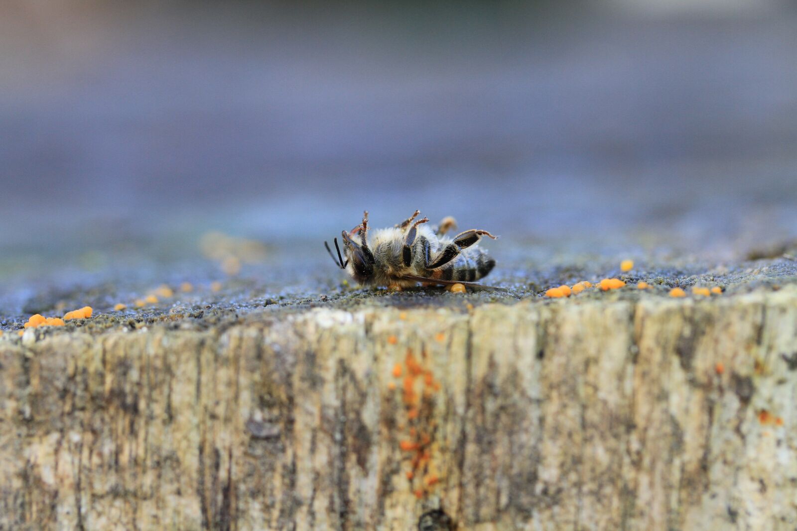 Canon EOS 7D sample photo. Bee, dead, pesticides photography