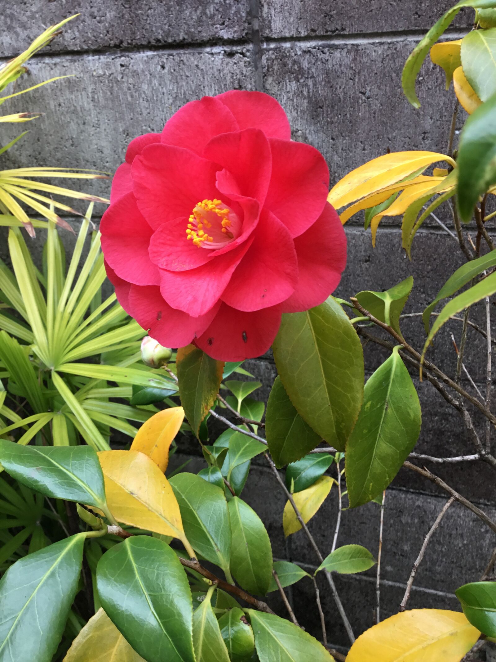 Apple iPad (5th generation) sample photo. Camellia, april, red photography