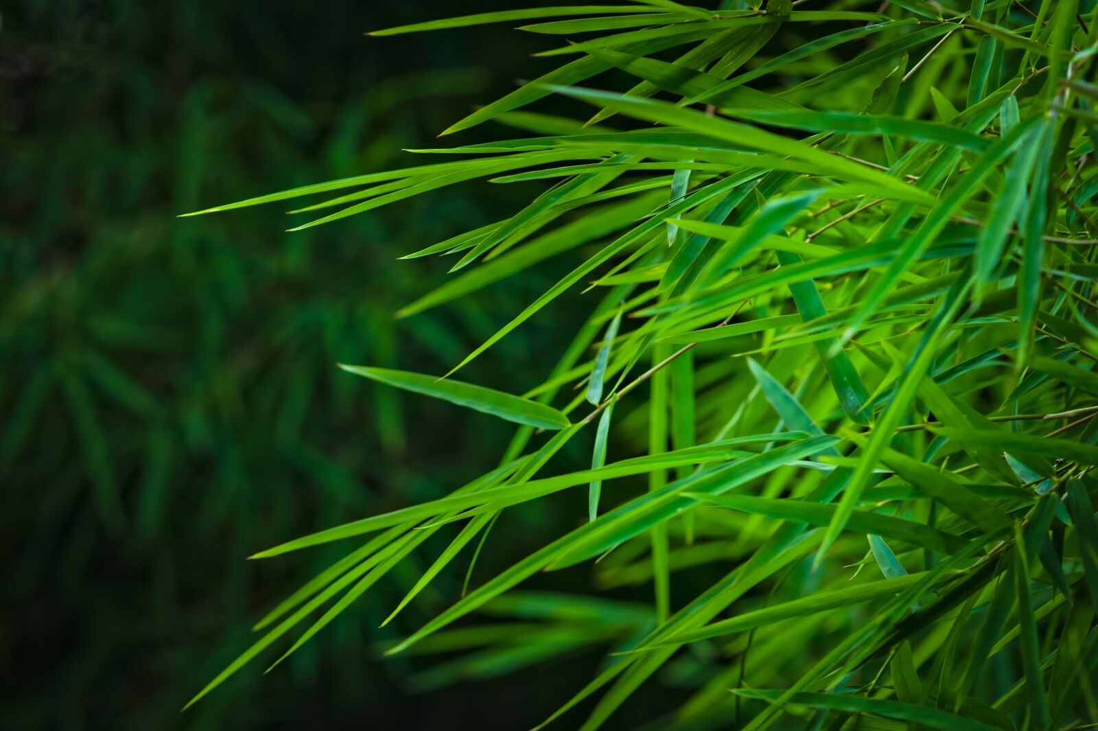 Nikon D500 sample photo. Bamboo leaves, bamboo groves photography