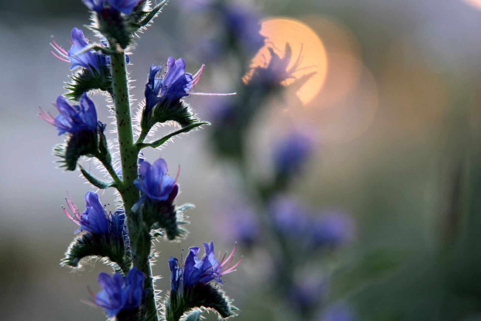 Canon EOS 5D Mark II sample photo. Plant, wild flower, meadow photography