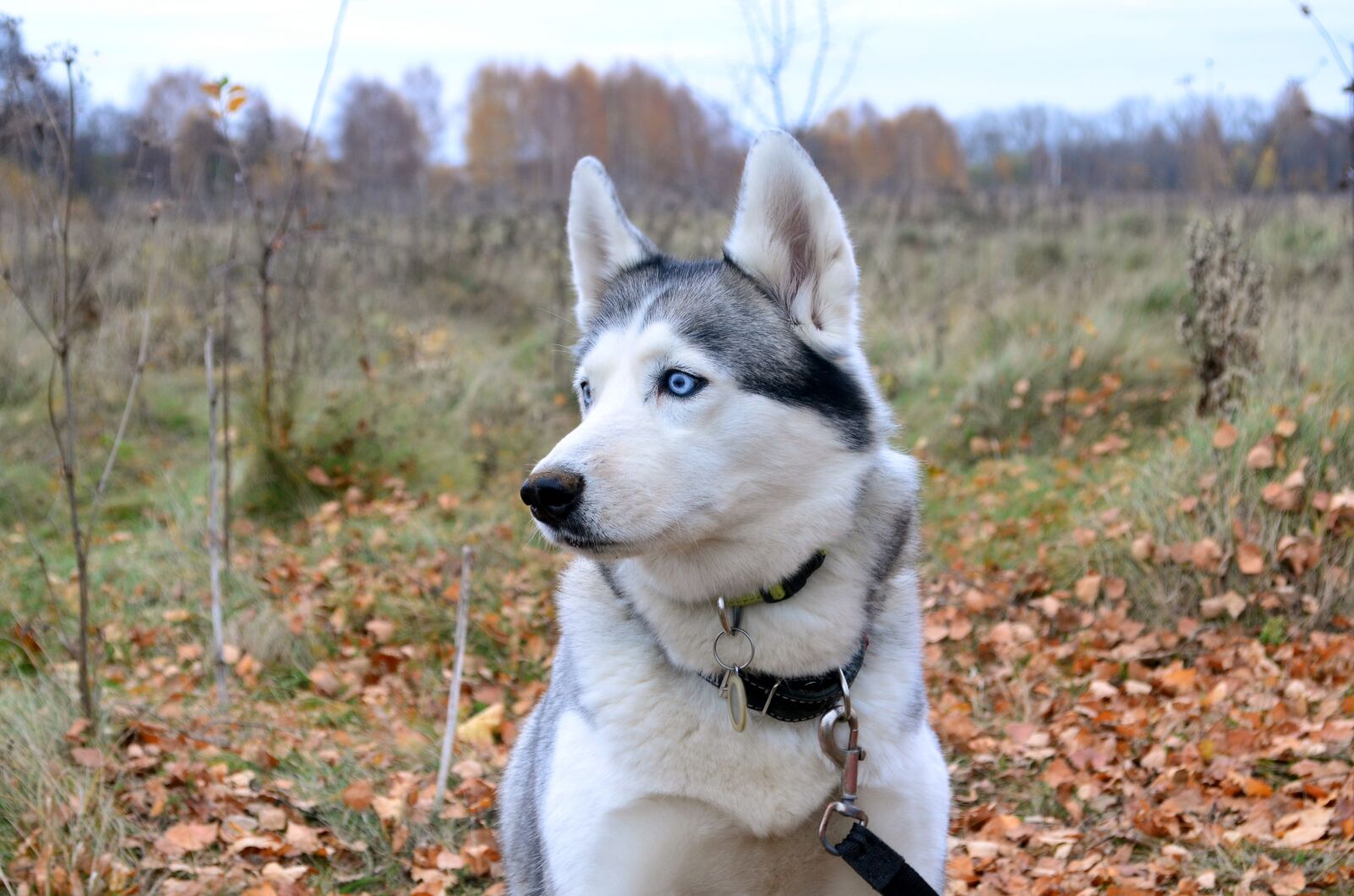 Nikon D5100 sample photo. Husky, dog, portrait photography
