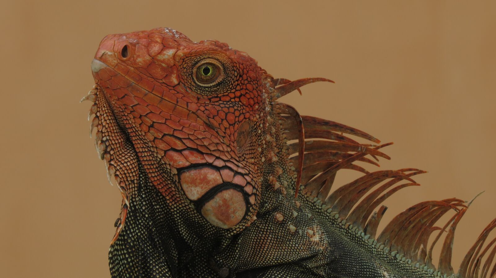Canon PowerShot SX50 HS sample photo. Iguana, animal, reptile photography