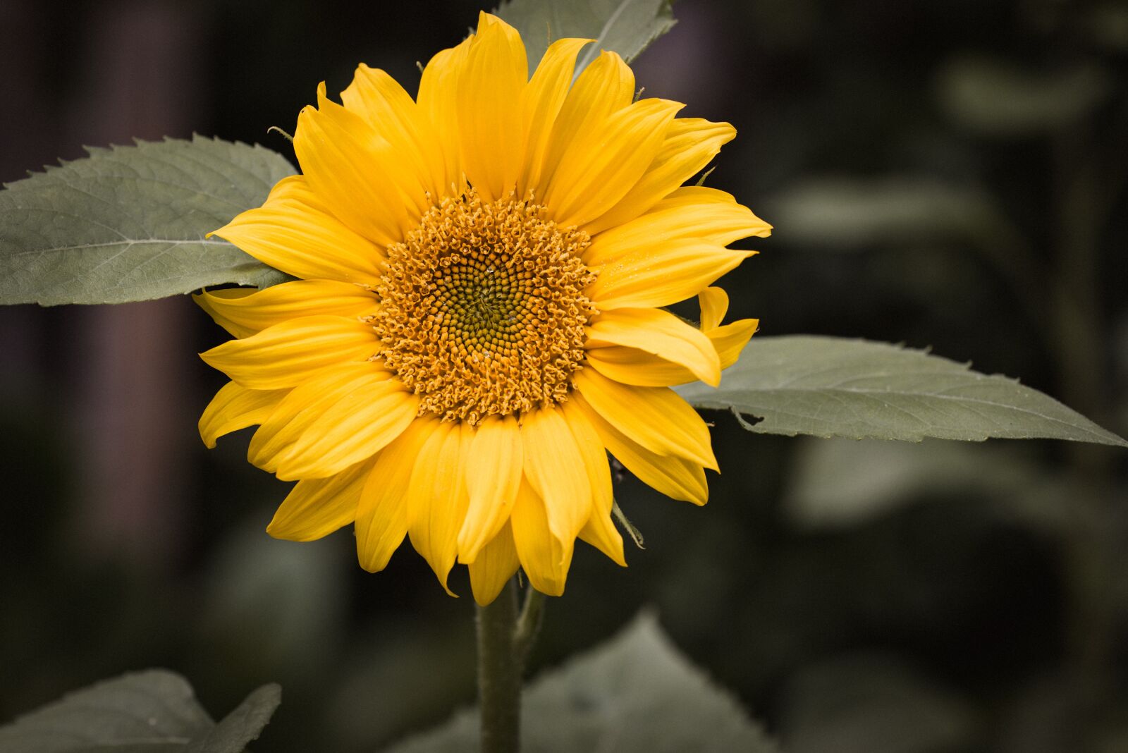 Nikon D750 sample photo. Sunflower, yellow, garden photography