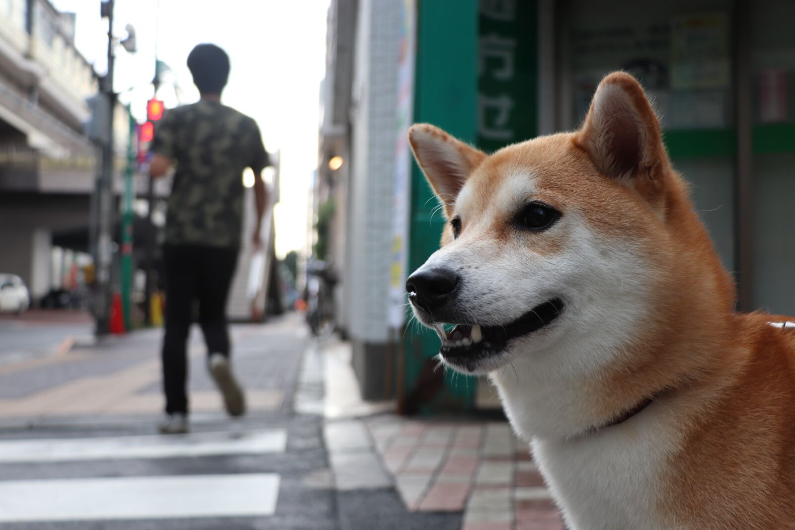 Canon EOS 77D (EOS 9000D / EOS 770D) sample photo. Shiba inu, dog, pet photography