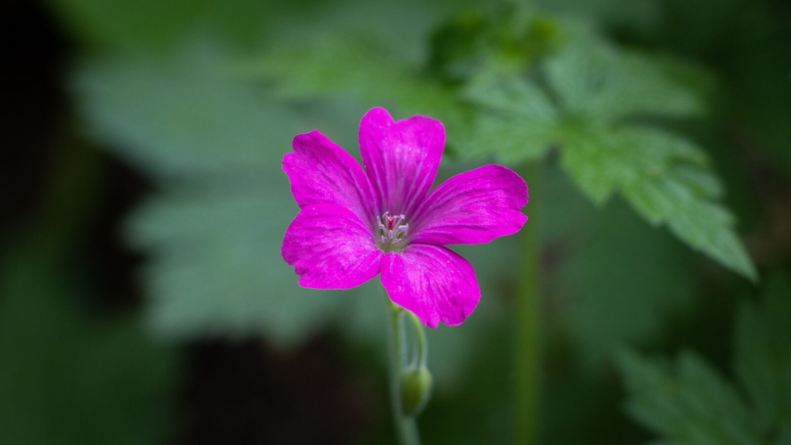 Canon EOS 77D (EOS 9000D / EOS 770D) sample photo. Geranium, pink, flower photography