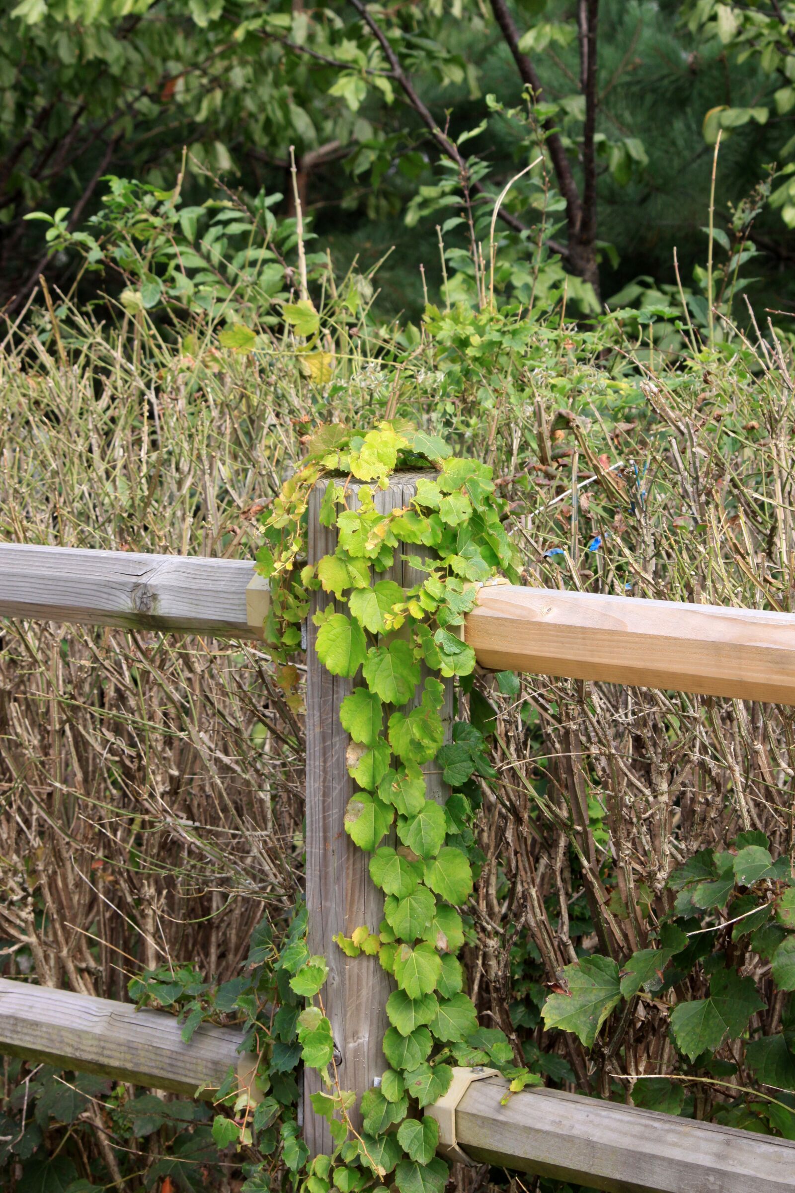 Canon EOS 50D sample photo. Ivy, vine, the vine photography