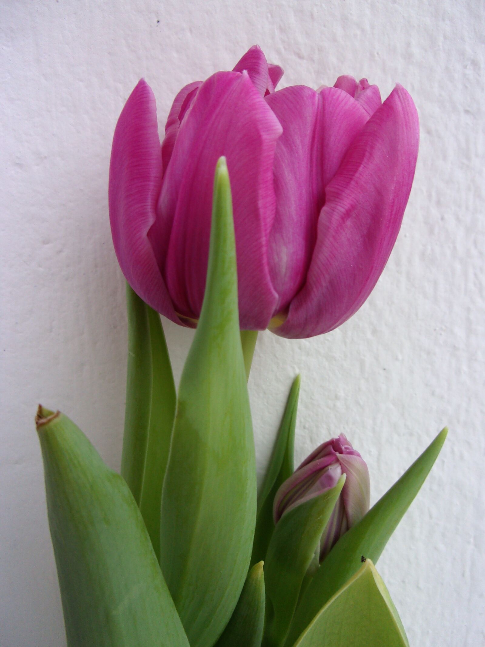 JK KODAK PIXPRO X53 sample photo. Tulip, flower, nature photography