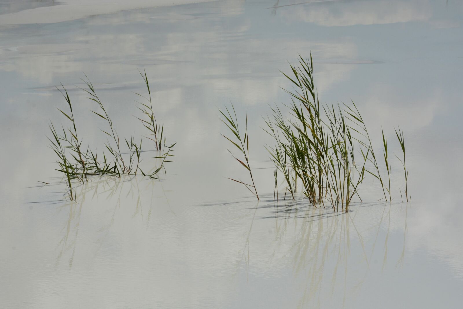Nikon D7100 sample photo. Nature, water, grasses photography