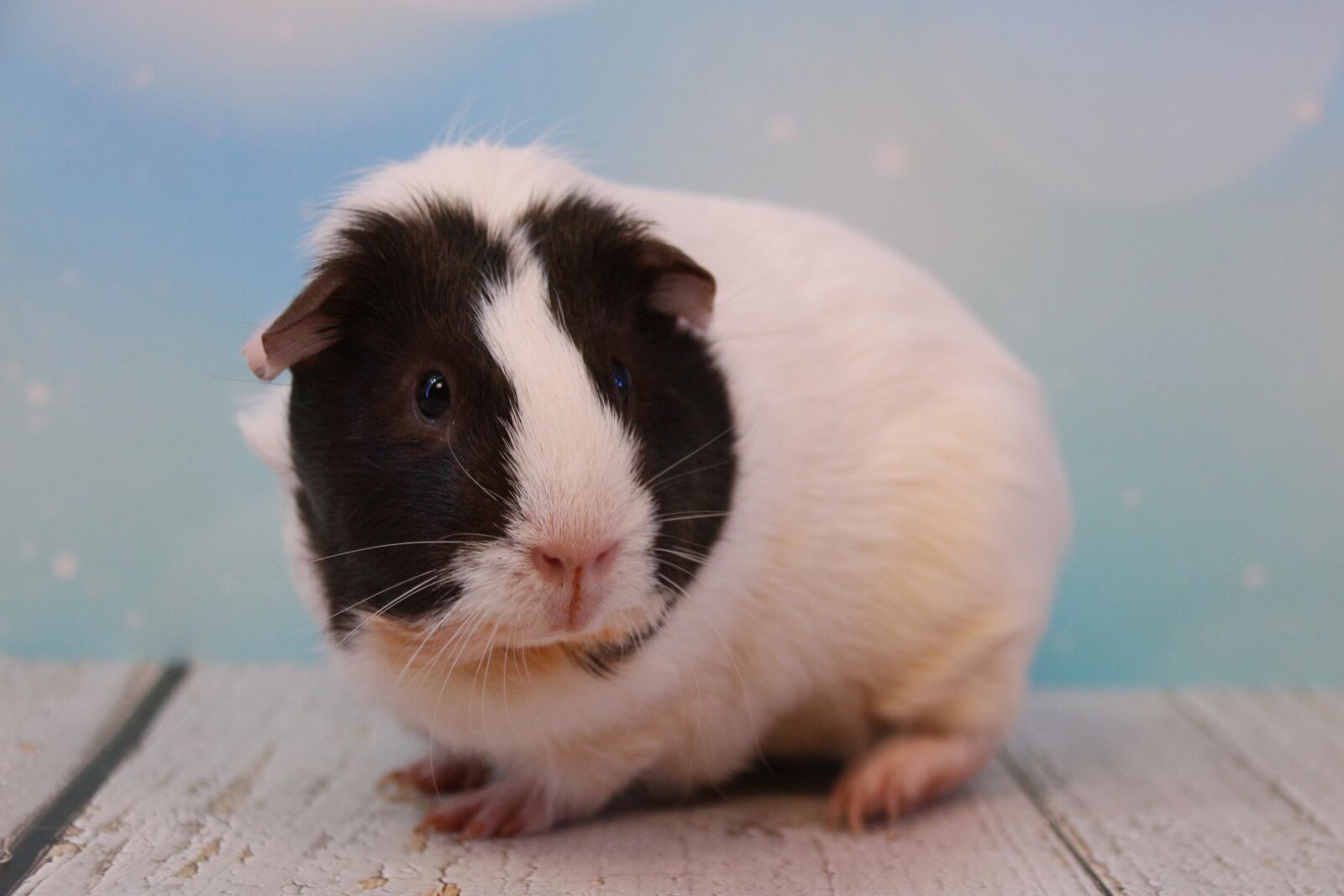 Canon EOS 700D (EOS Rebel T5i / EOS Kiss X7i) sample photo. Guinea pig, rodent, pet photography
