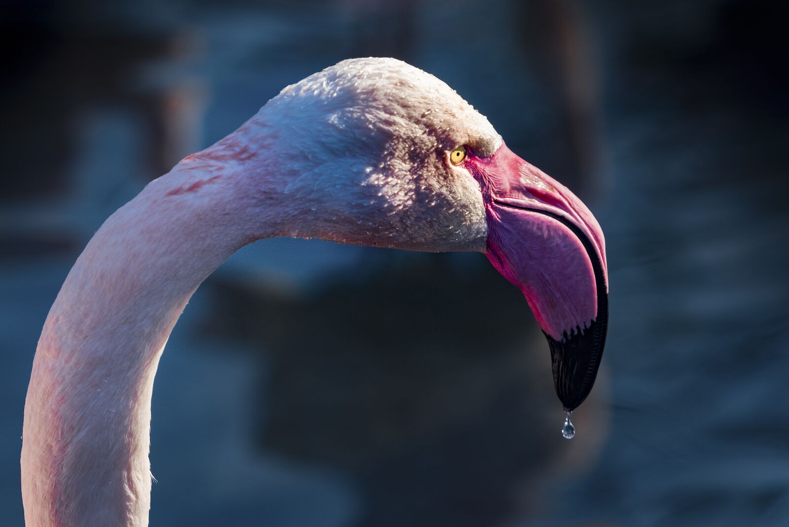 Nikon D810 sample photo. Flamingo, drip, water photography