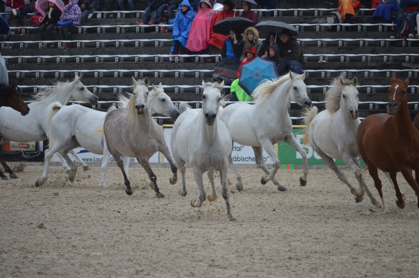 Nikon D5100 sample photo. Flock, mare, thoroughbred arabian photography