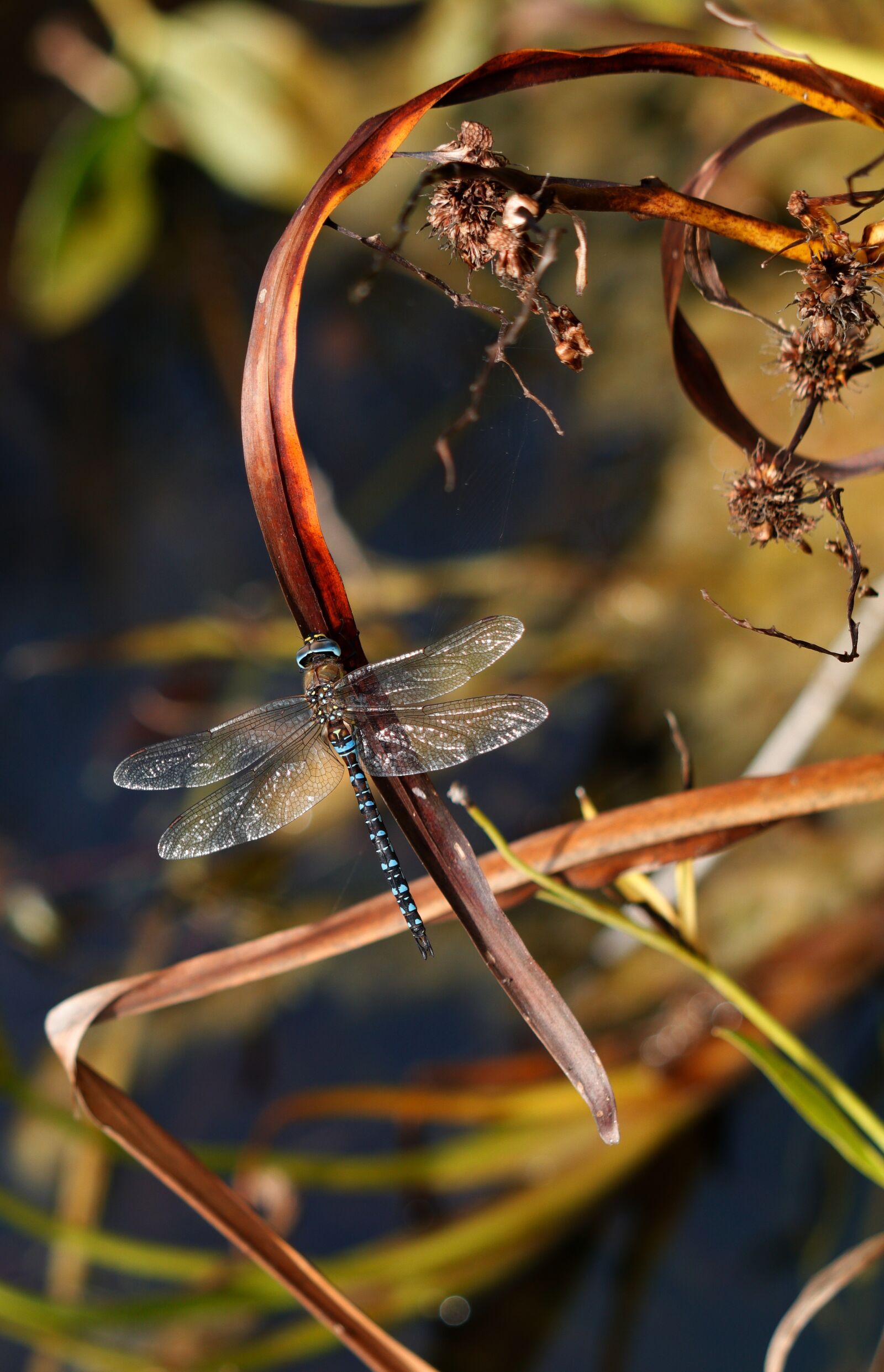 Canon EF 70-300 F4-5.6 IS II USM sample photo. Dragonfly, migrant hawker, blue photography