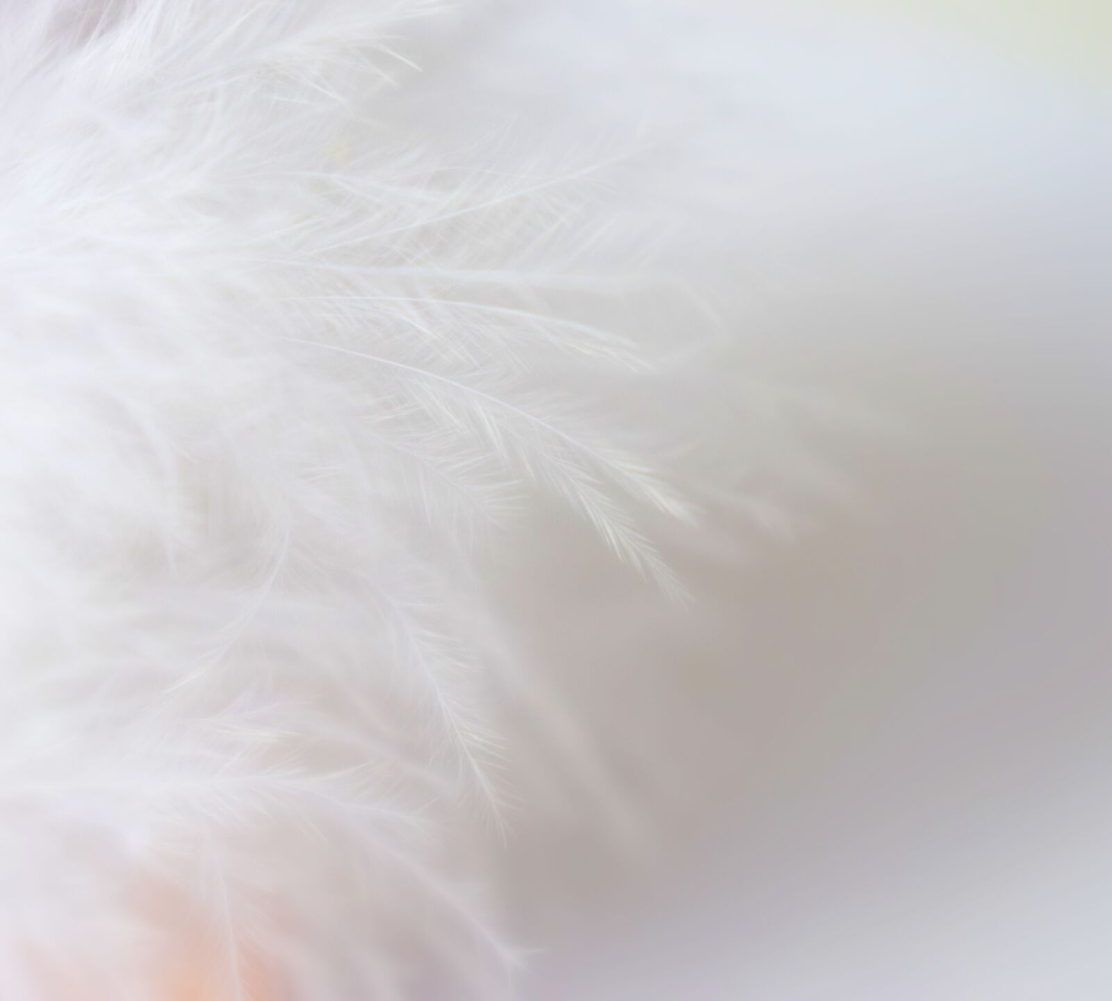 Nikon D3300 sample photo. White, feather, feathers photography