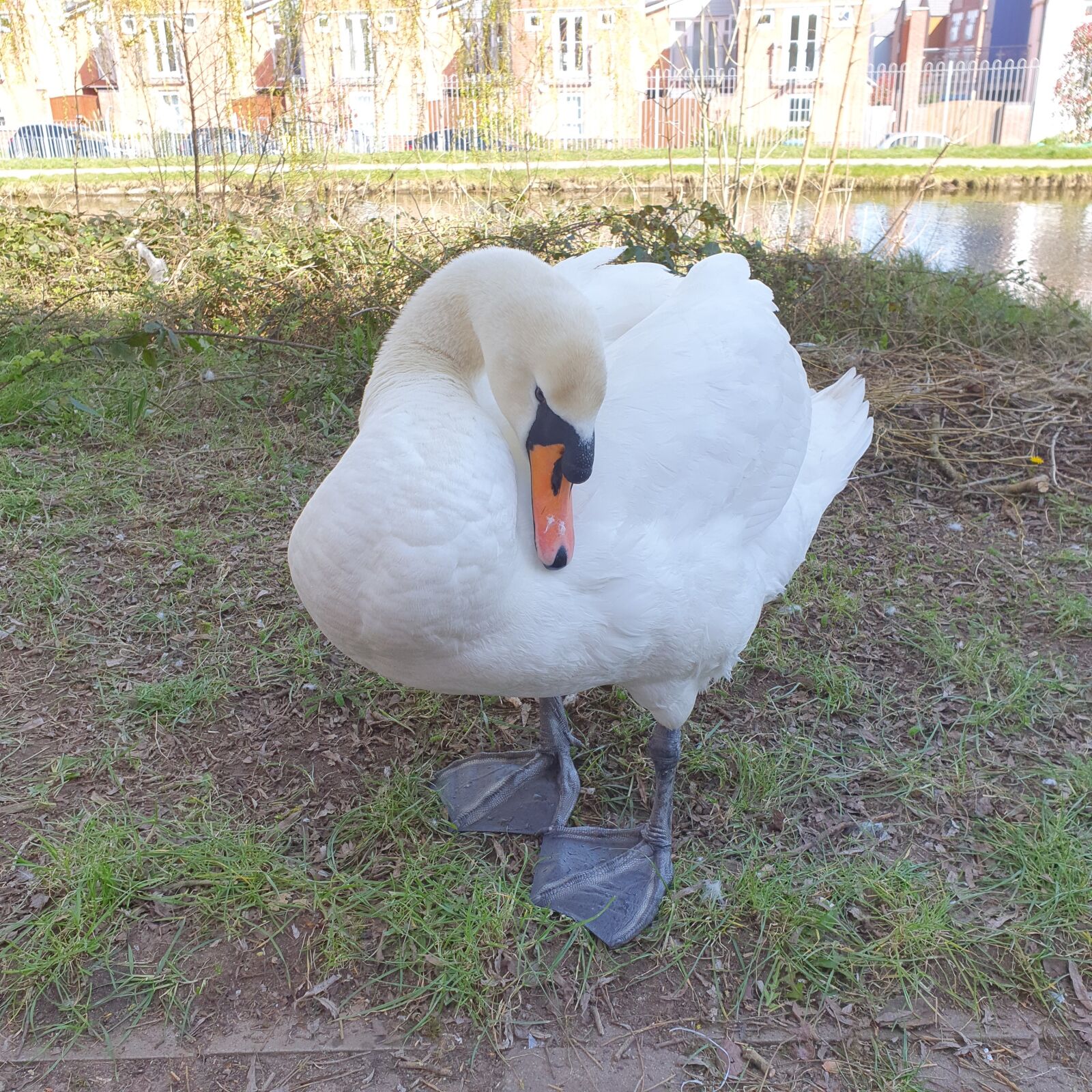 Samsung Galaxy S10 sample photo. Swan, coventry, bird photography