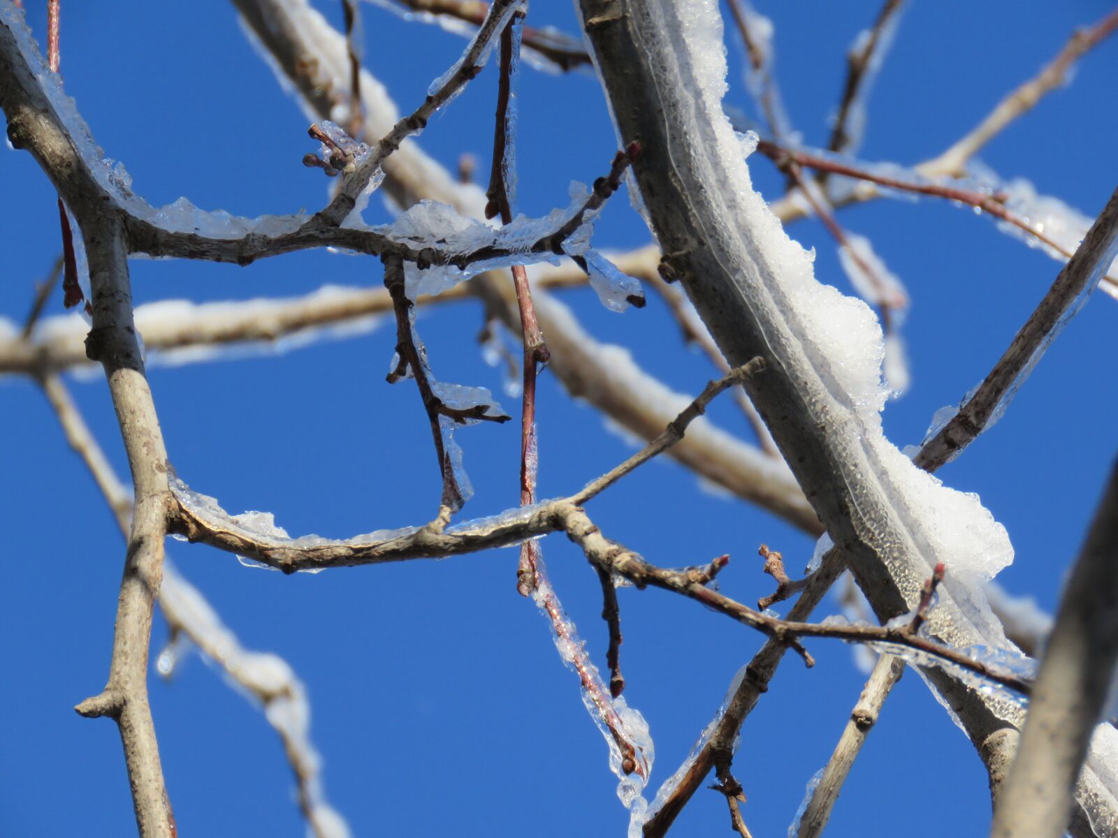 Canon PowerShot SX60 HS sample photo. Winter, snow, ice photography